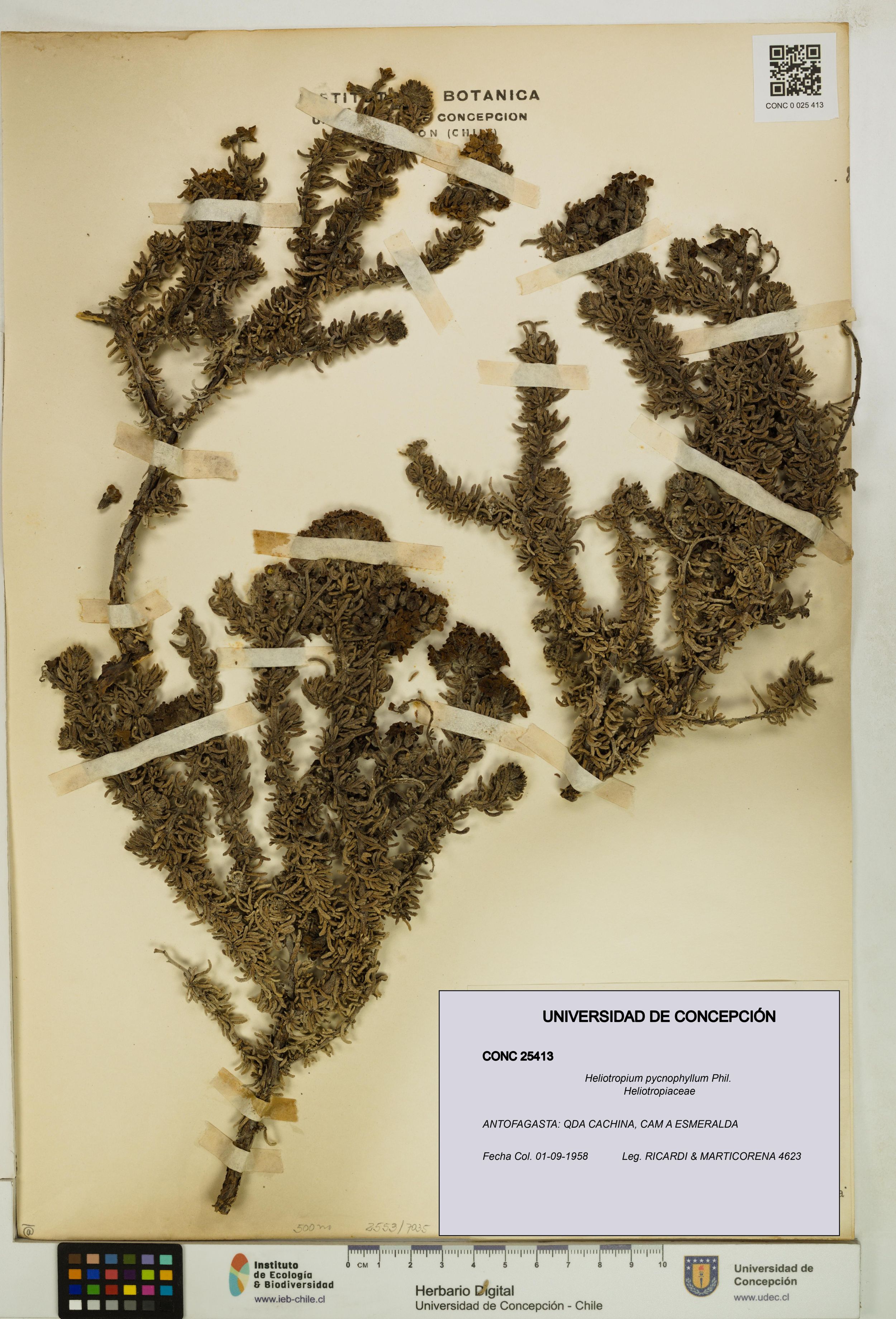 Heliotropium pycnophyllum [Espécimen: ]
