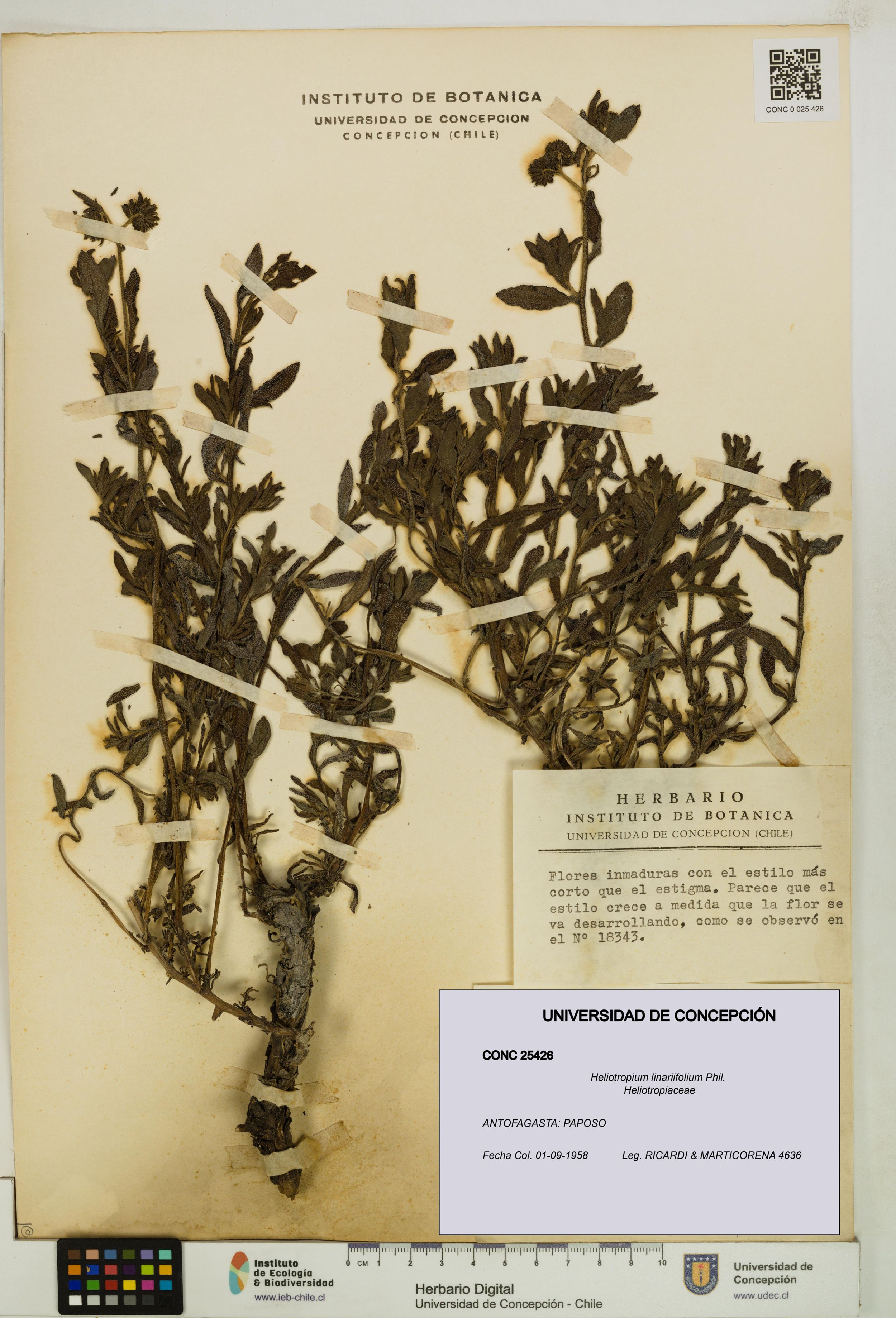 Heliotropium linariifolium [Espécimen: ]