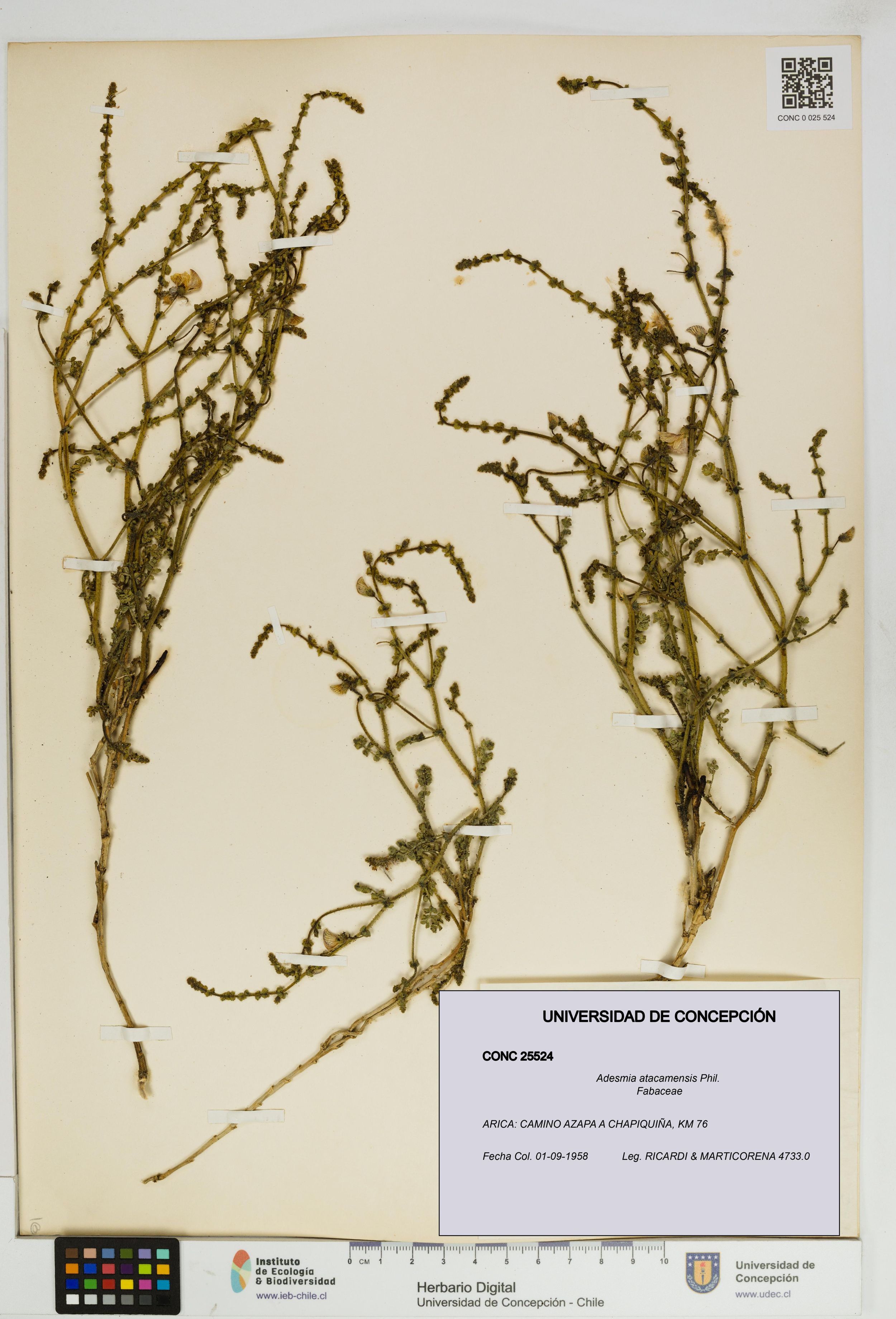 Adesmia atacamensis [Espécimen: ]