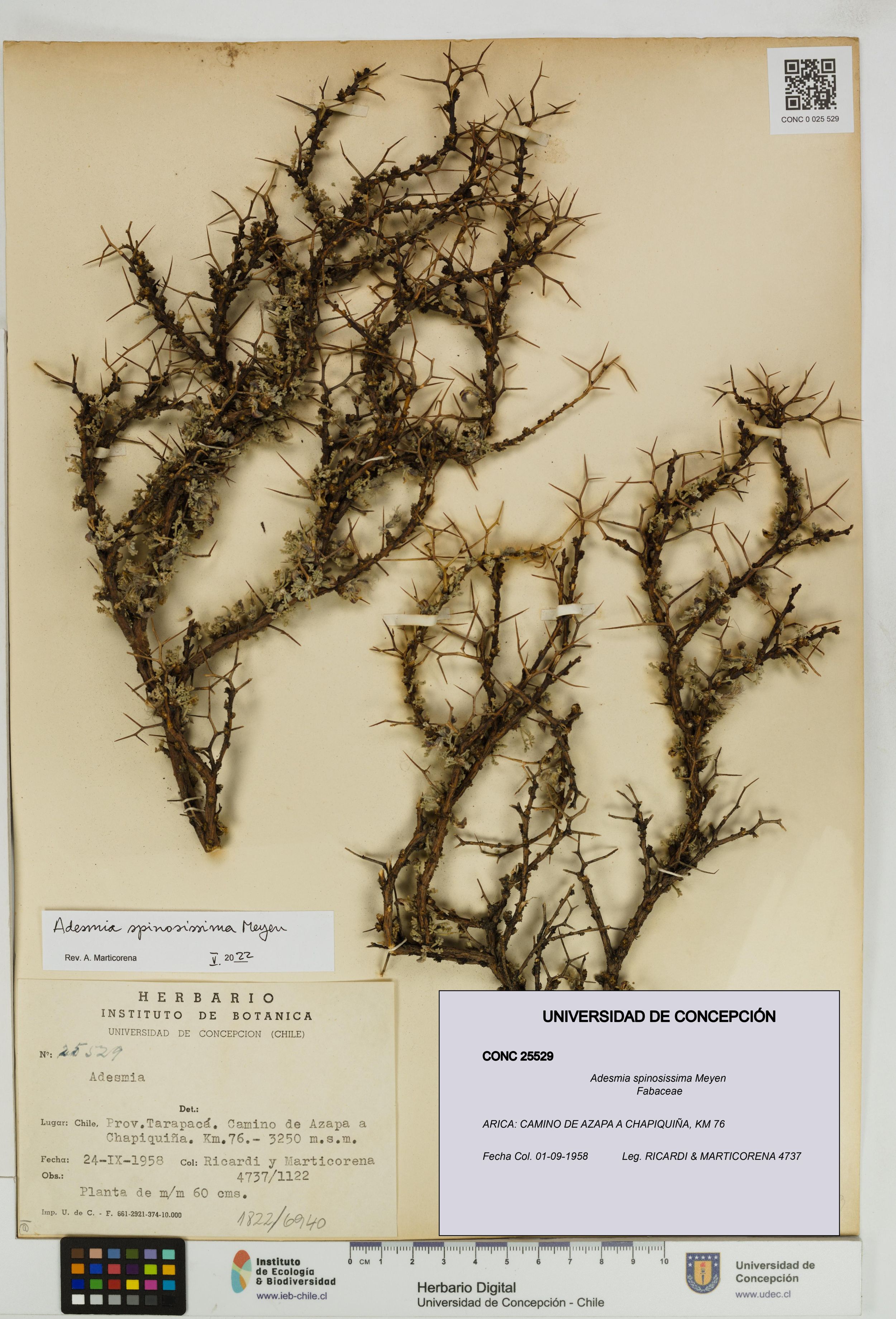 Adesmia spinosissima [Espécimen: ]