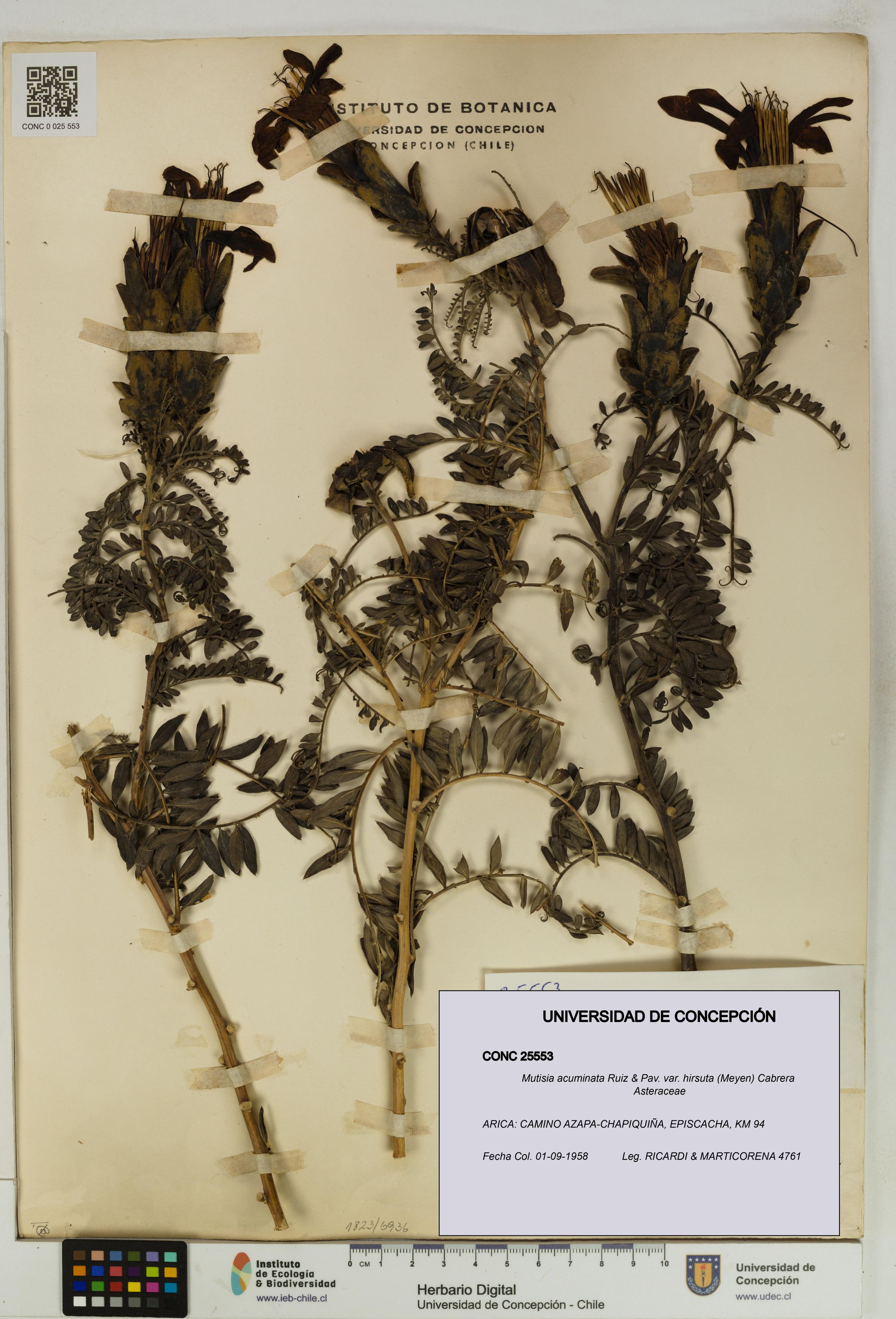 Mutisia acuminata var. hirsuta [Espécimen: ]