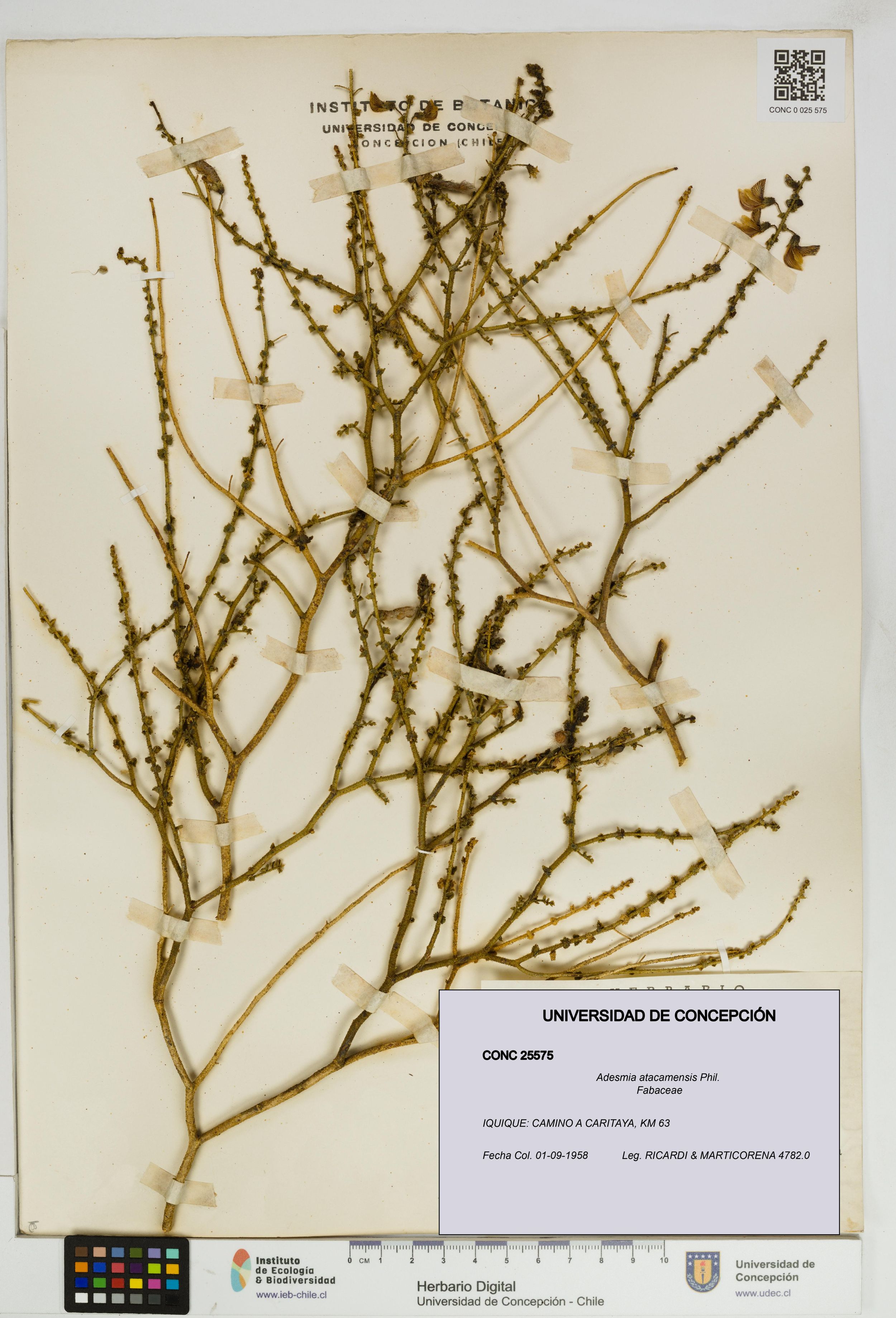 Adesmia atacamensis [Espécimen: ]