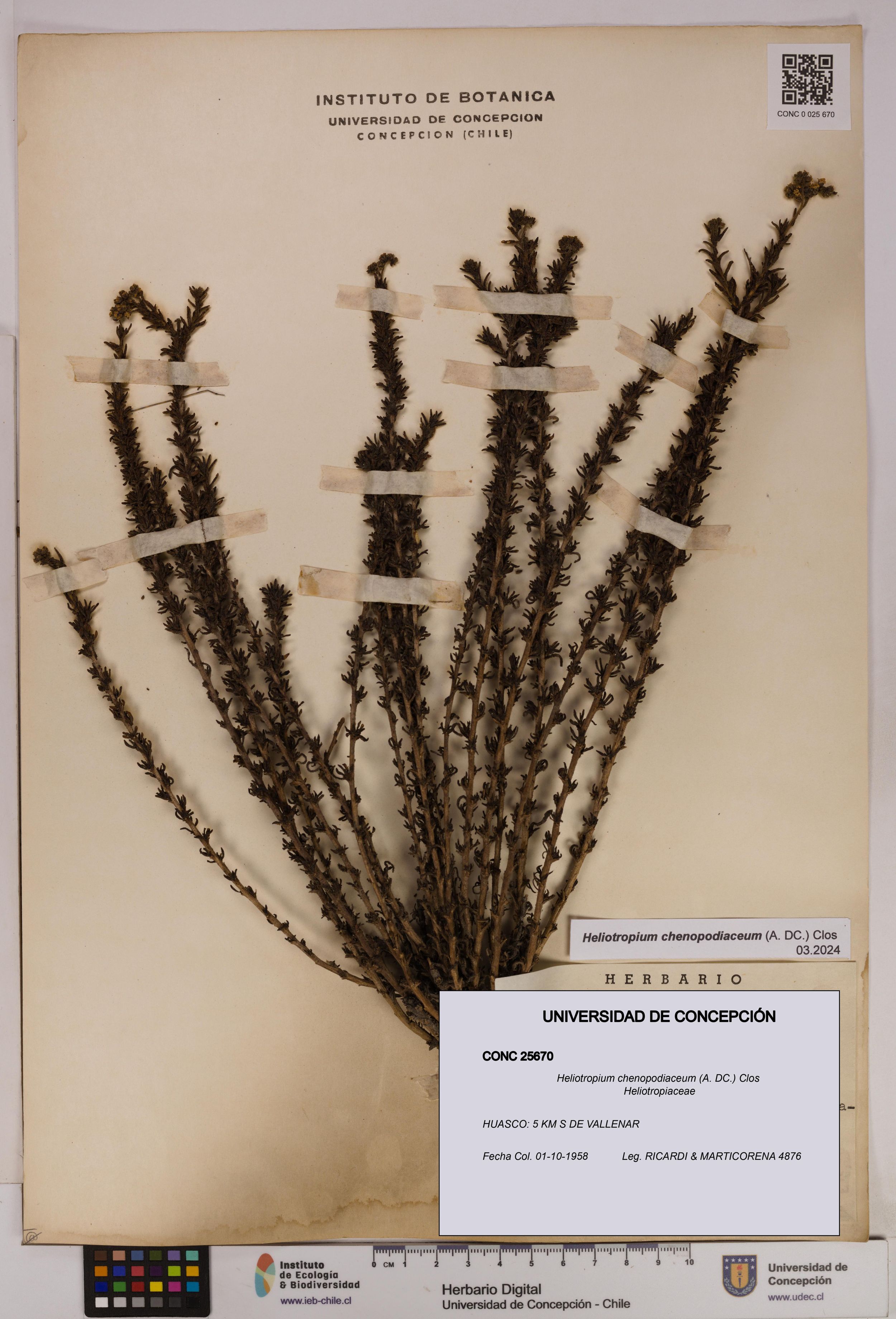 Heliotropium chenopodiaceum [Espécimen: ]