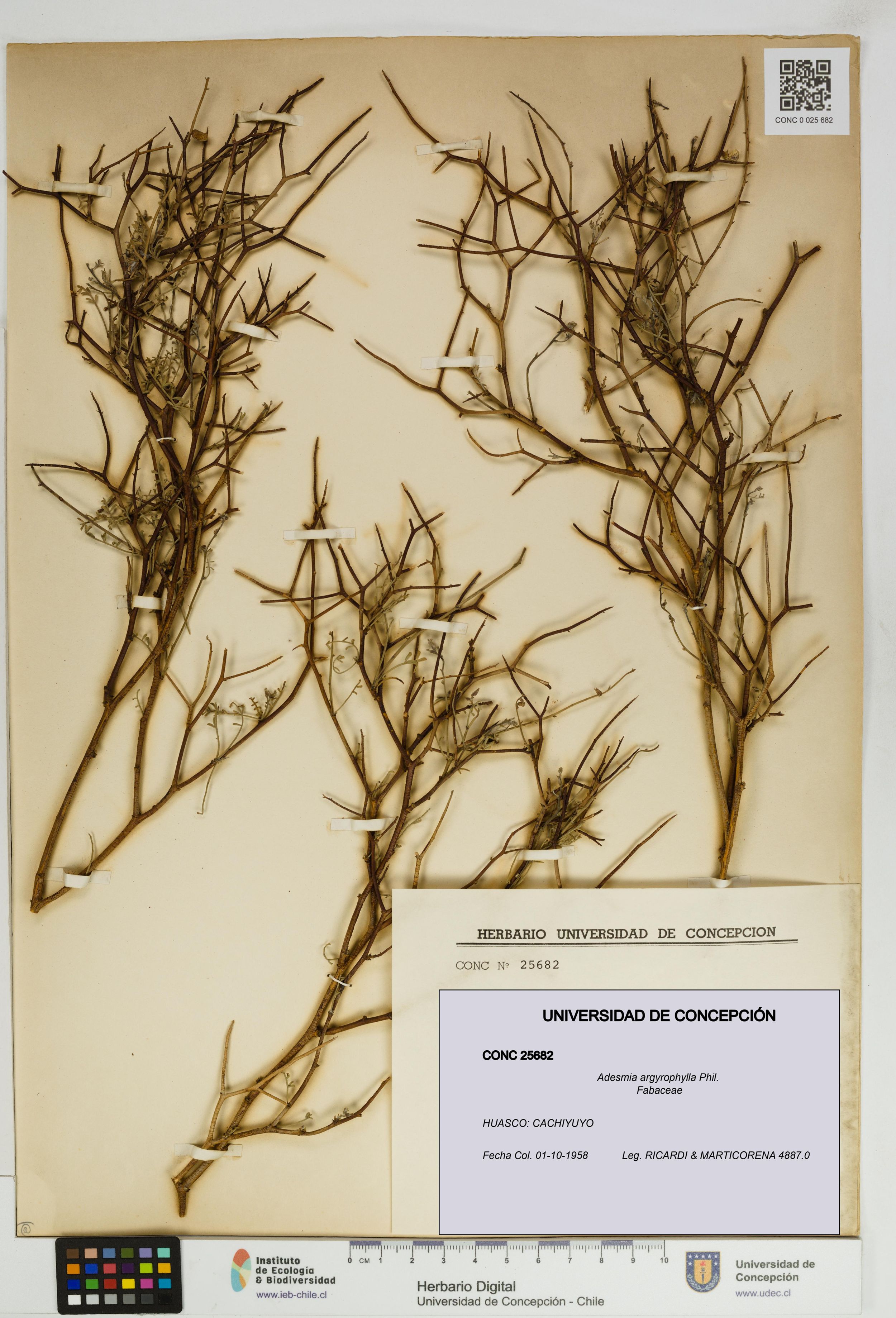 Adesmia argyrophylla [Espécimen: ]