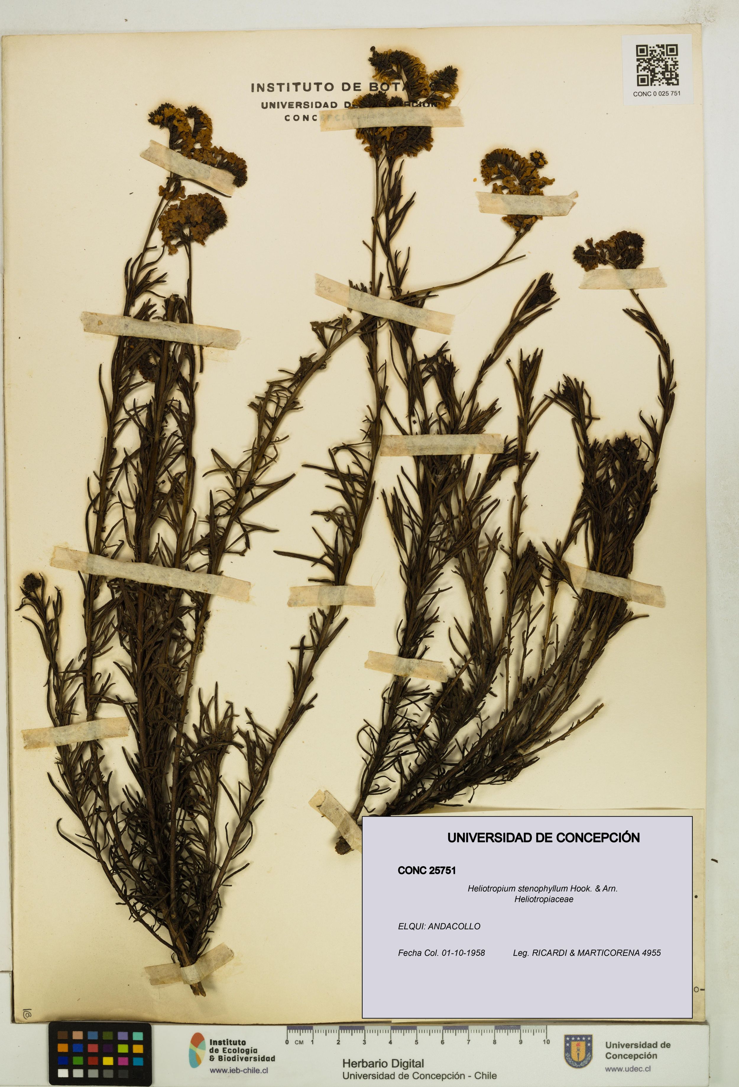 Heliotropium stenophyllum [Espécimen: ]