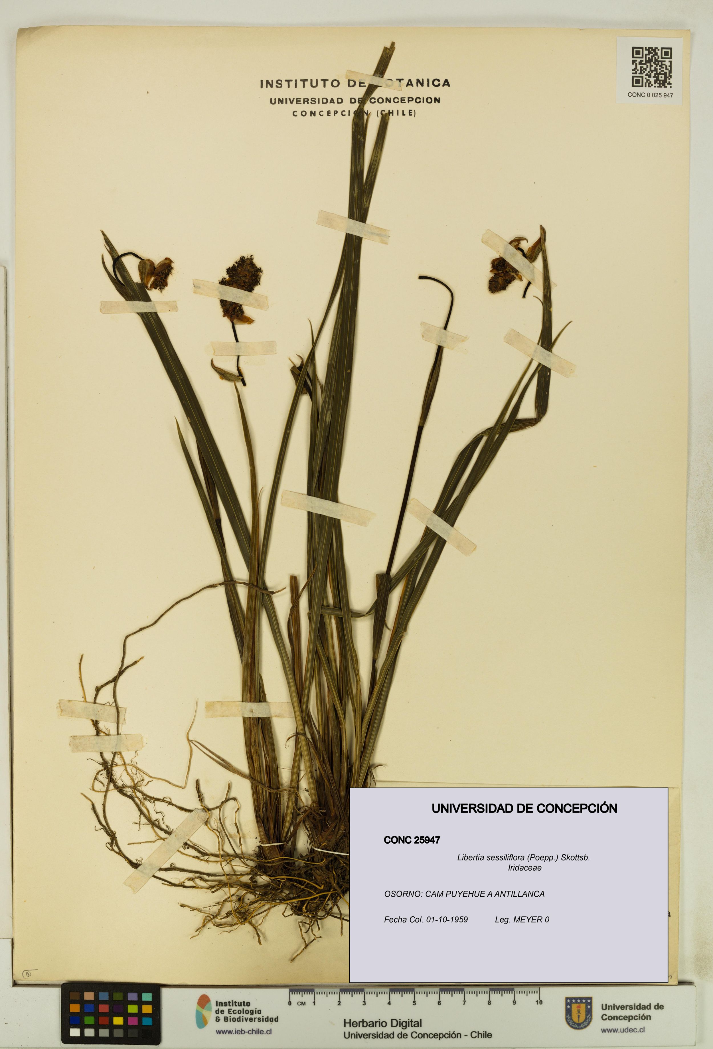 Libertia sessiliflora [Espécimen: ]