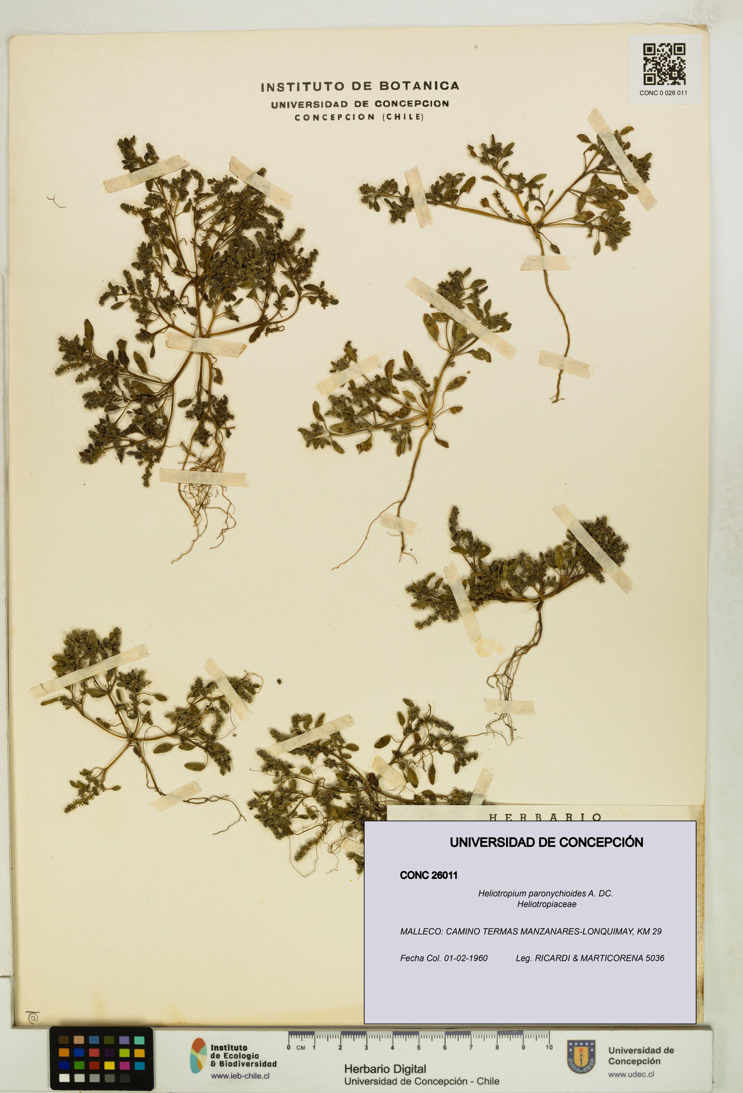 Heliotropium paronychioides [Espécimen: ]