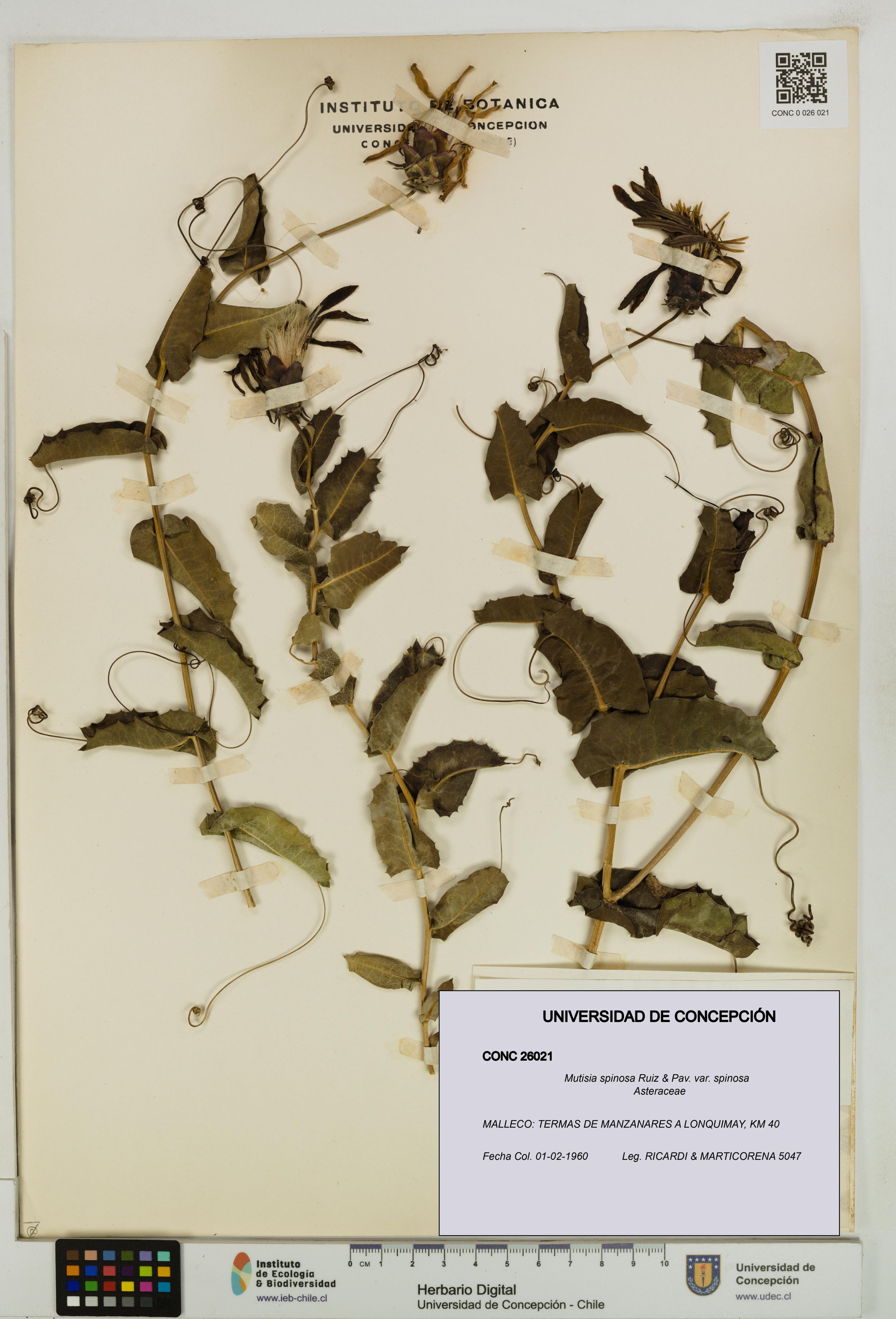 Mutisia spinosa var. spinosa [Espécimen: ]
