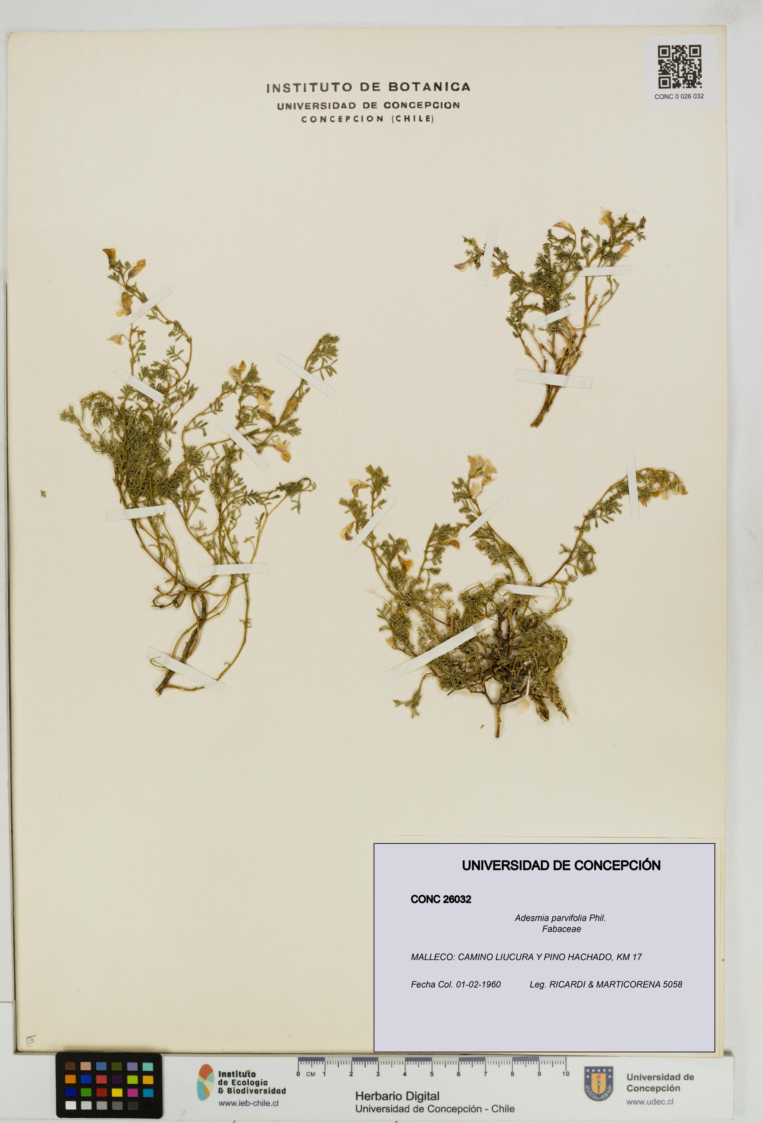 Adesmia parvifolia [Espécimen: ]