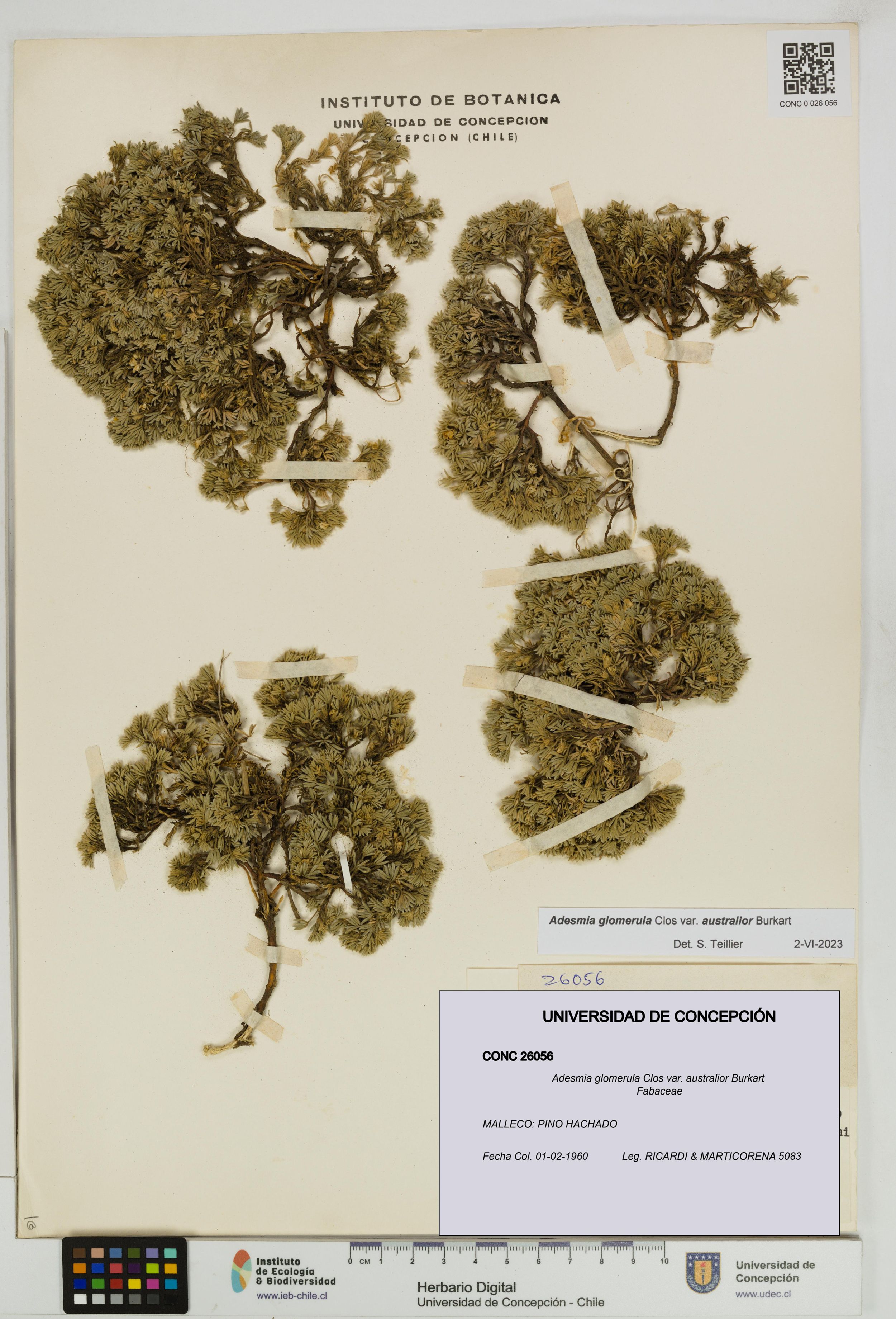 Adesmia glomerula [Espécimen: ]