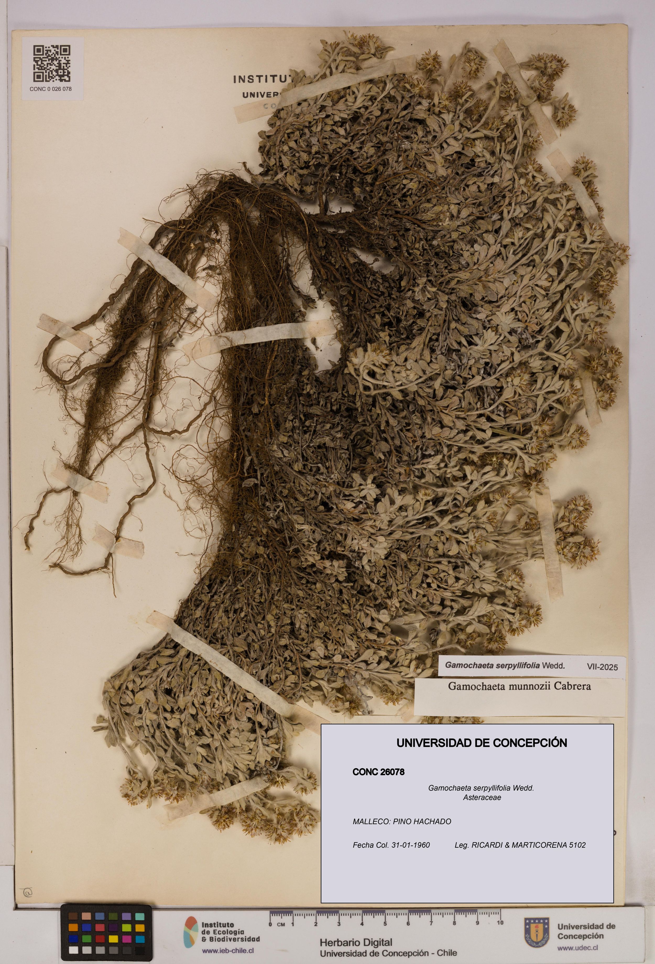 Gamochaeta serpyllifolia [Espécimen: ]