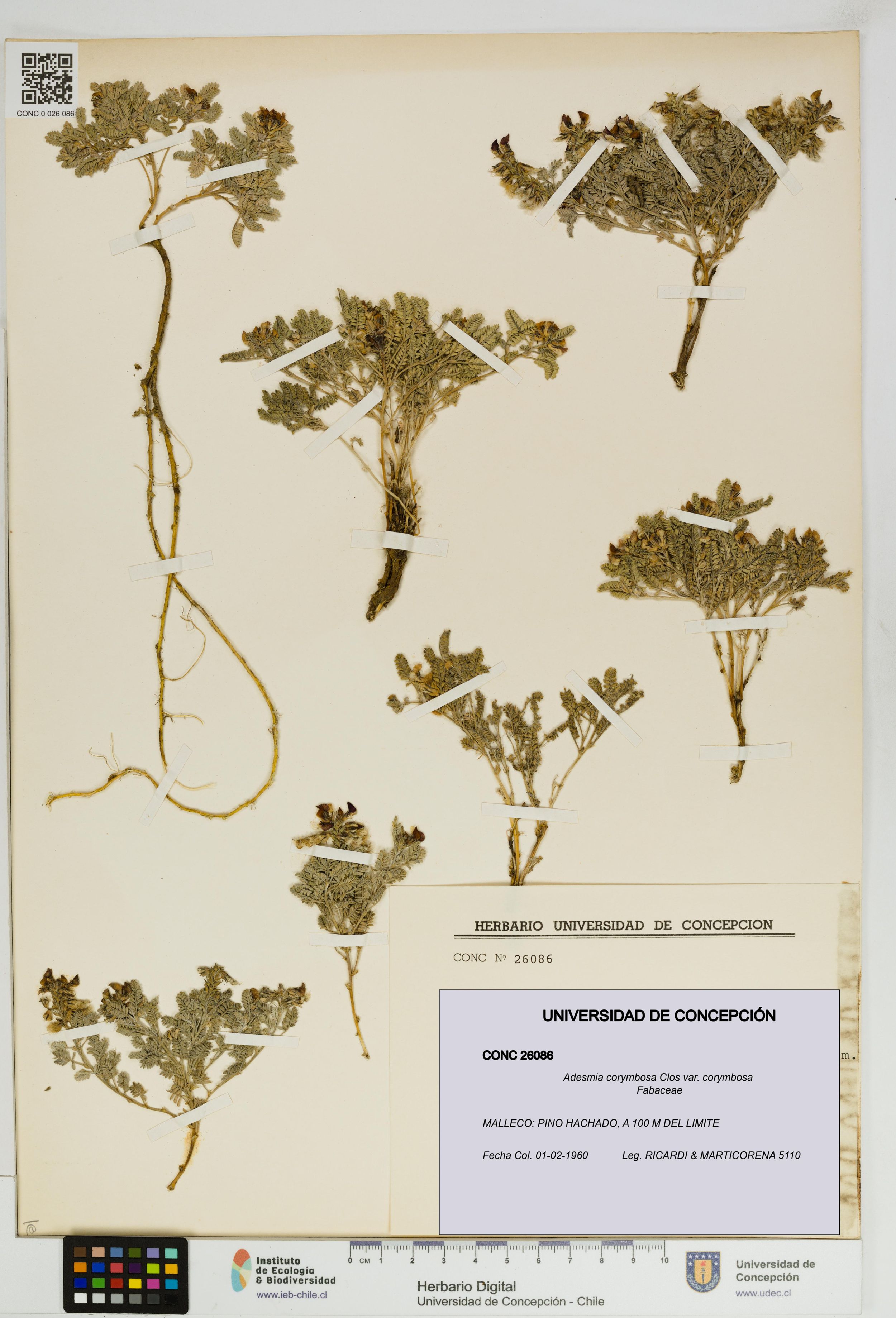 Adesmia corymbosa var. corymbosa [Espécimen: ]
