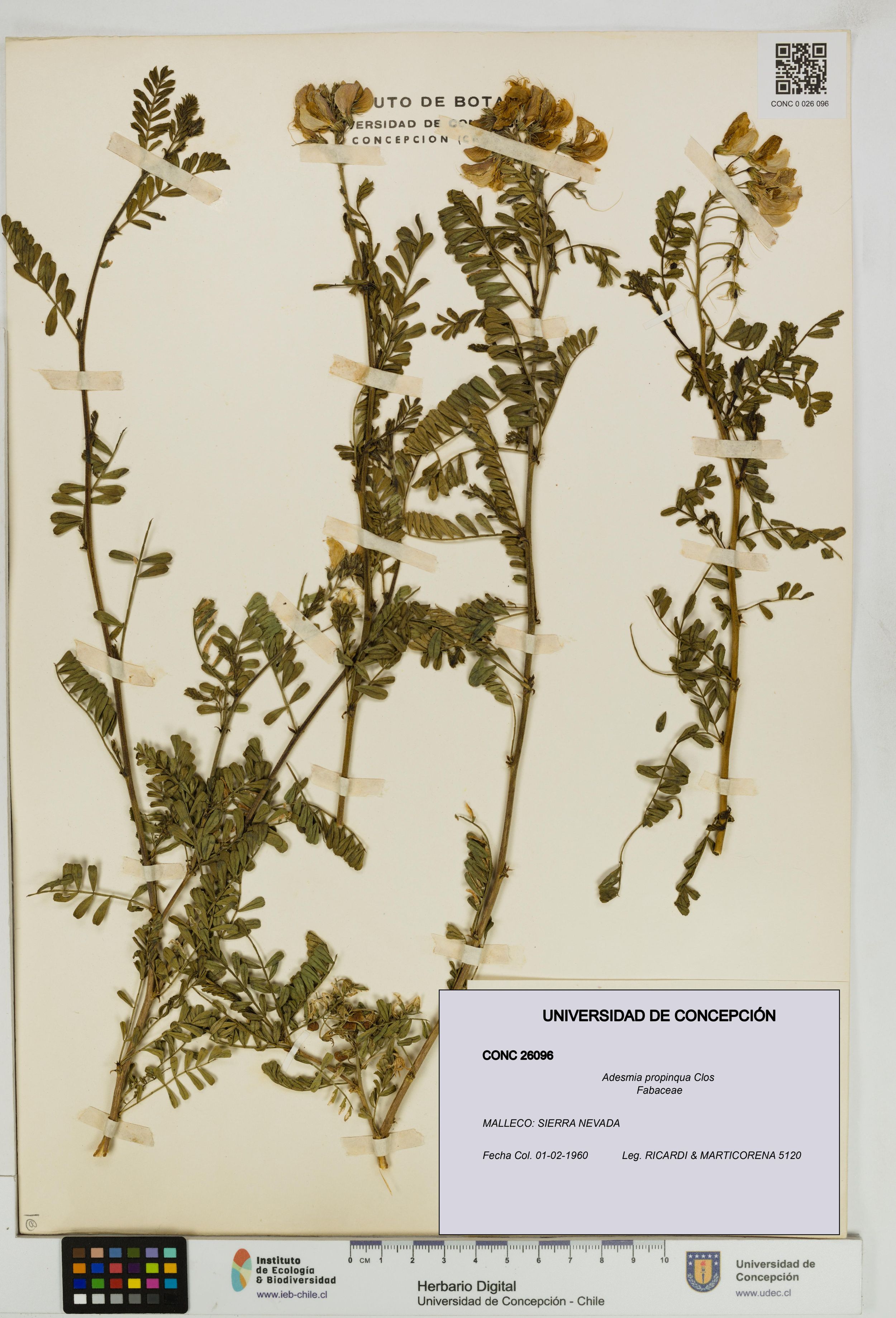Adesmia propinqua [Espécimen: ]
