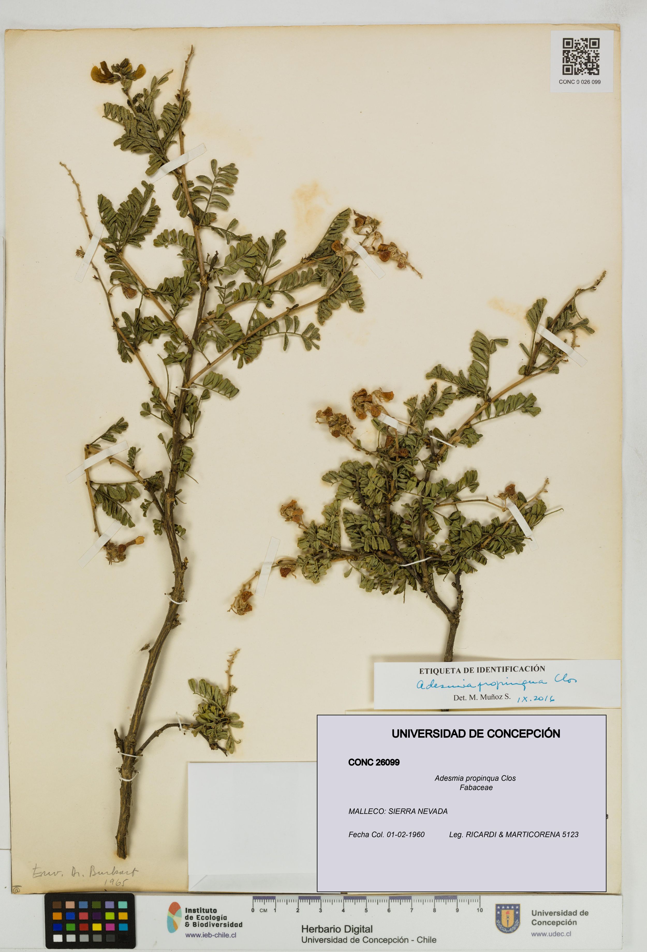 Adesmia propinqua [Espécimen: ]