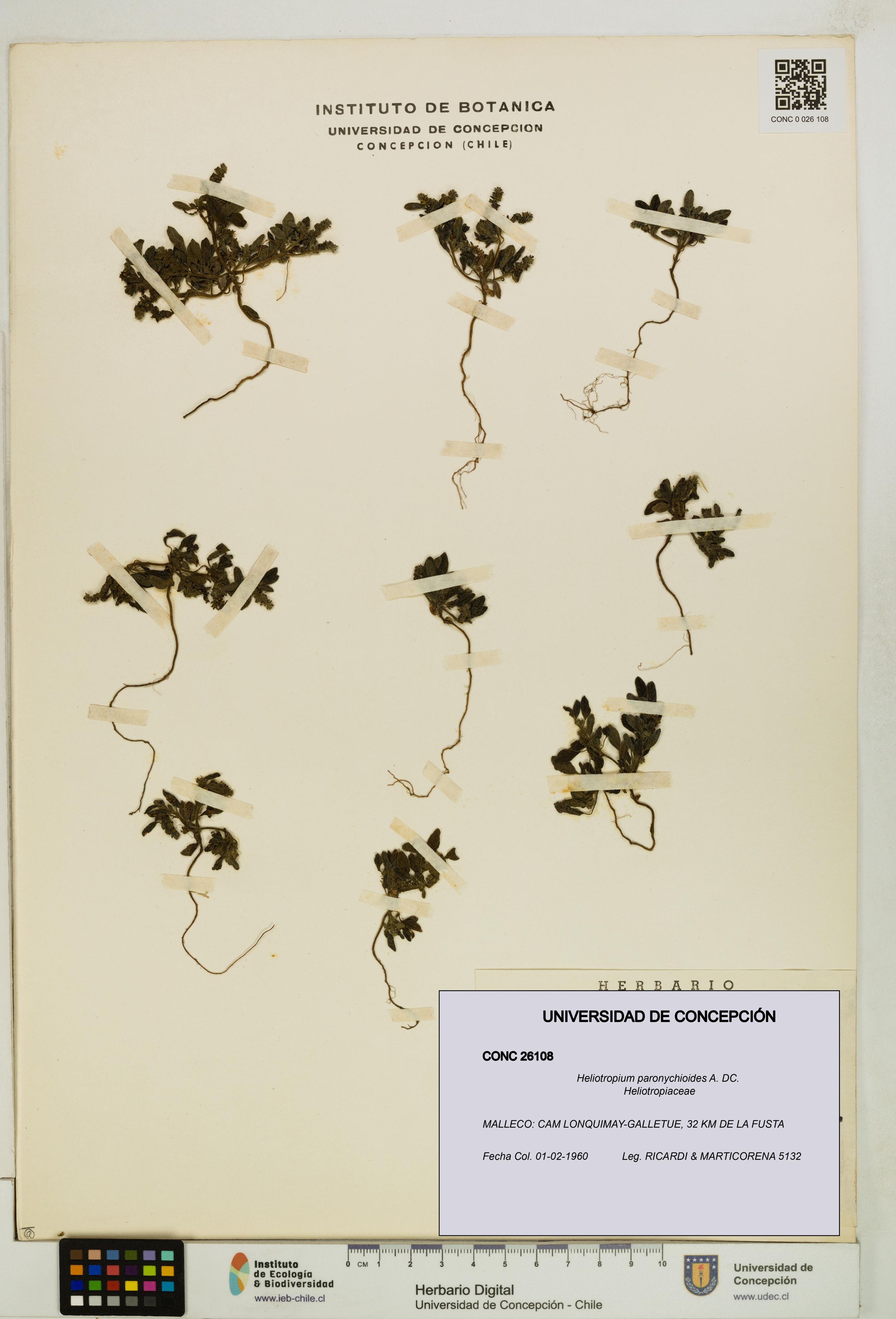 Heliotropium paronychioides [Espécimen: ]