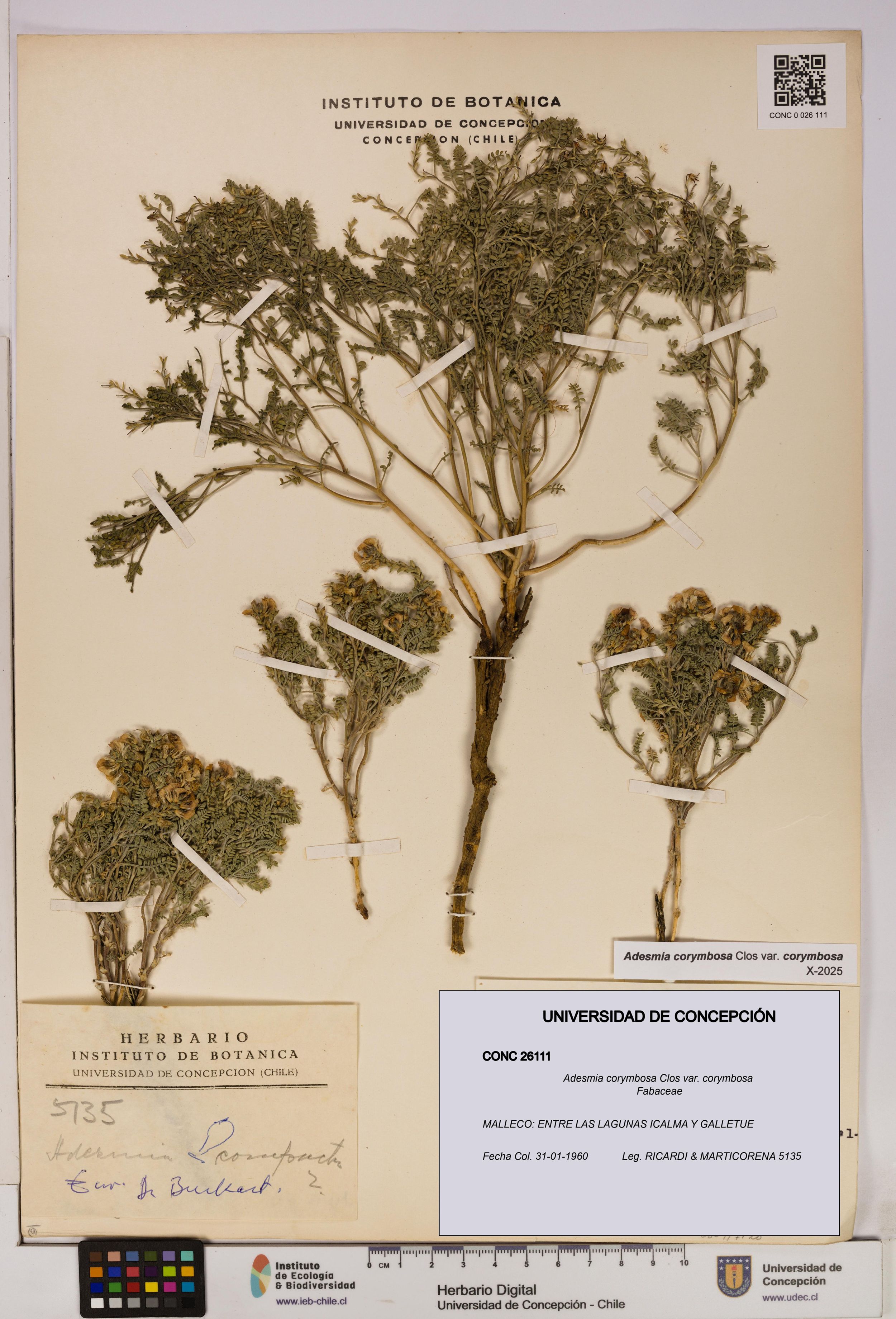 Adesmia corymbosa var. corymbosa [Espécimen: ]