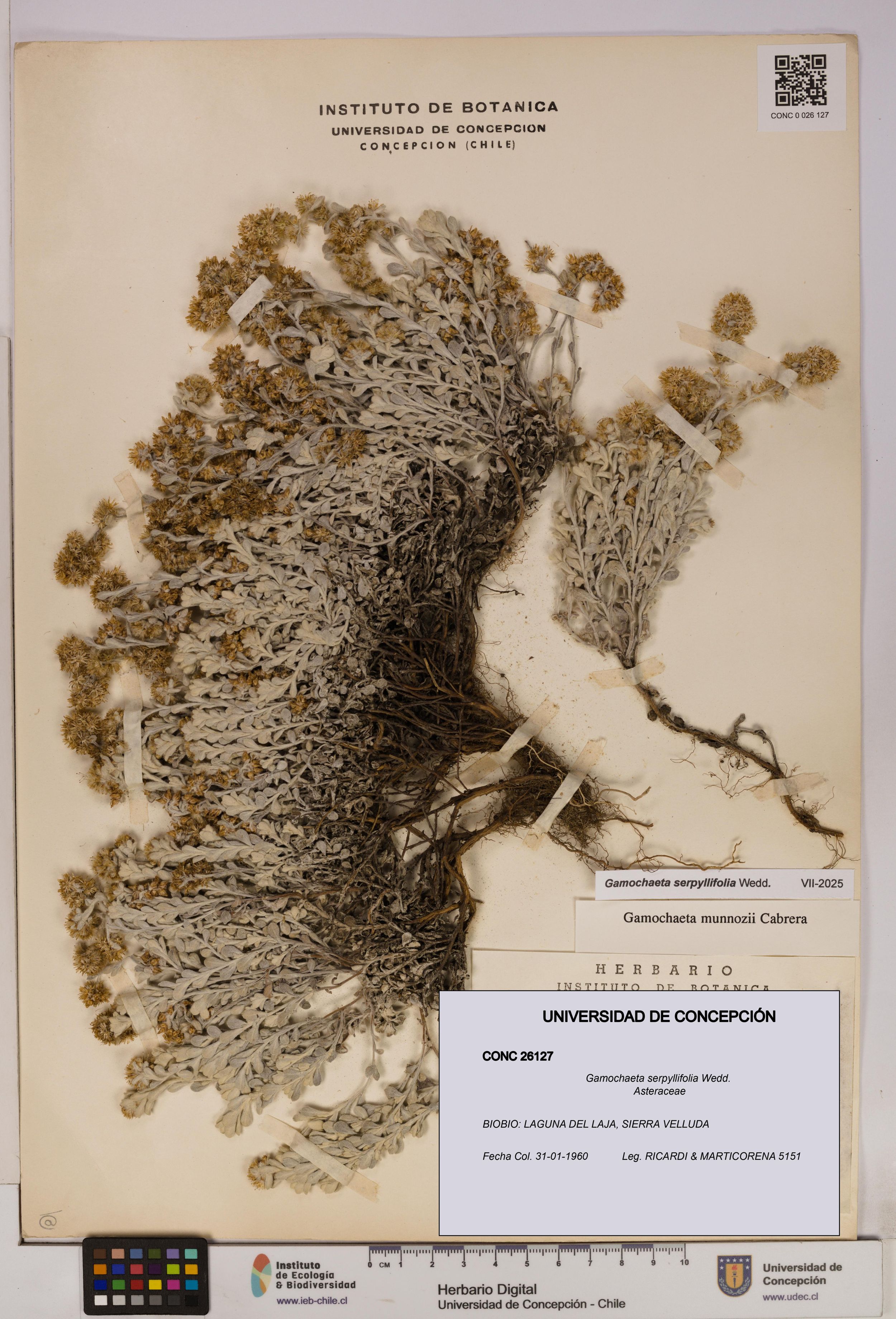 Gamochaeta serpyllifolia [Espécimen: ]