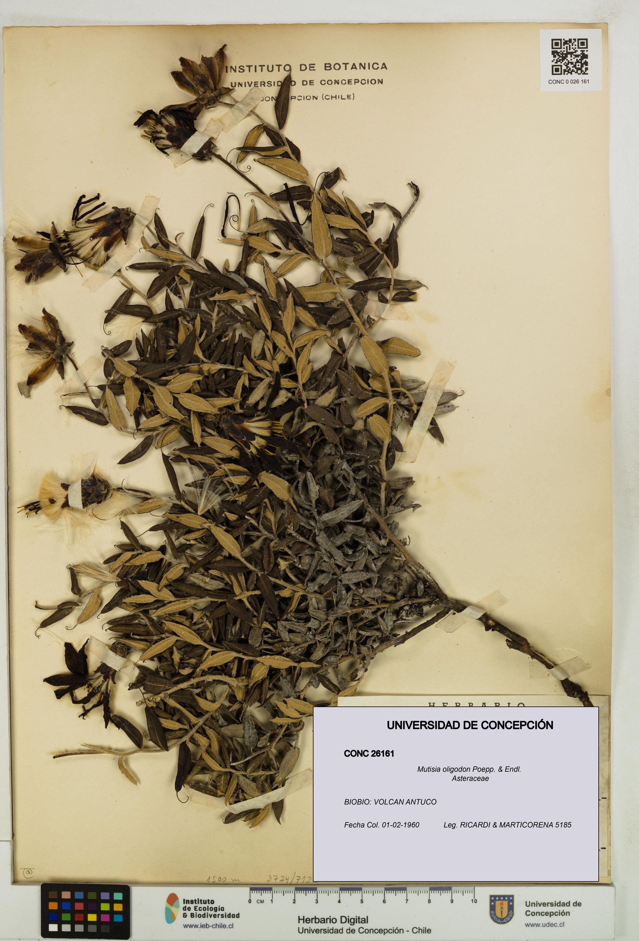 Mutisia oligodon [Espécimen: ]