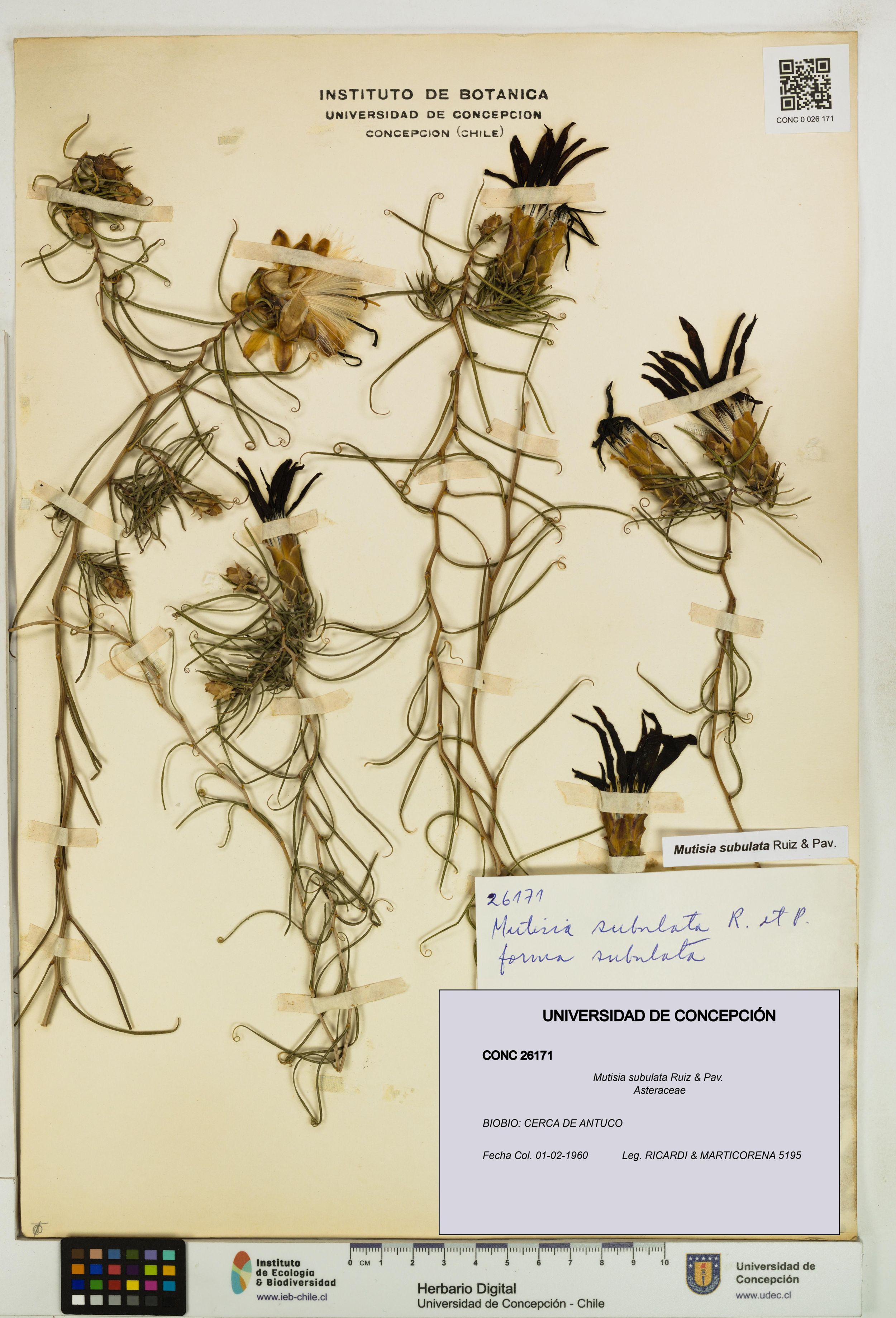 Mutisia subulata [Espécimen: ]