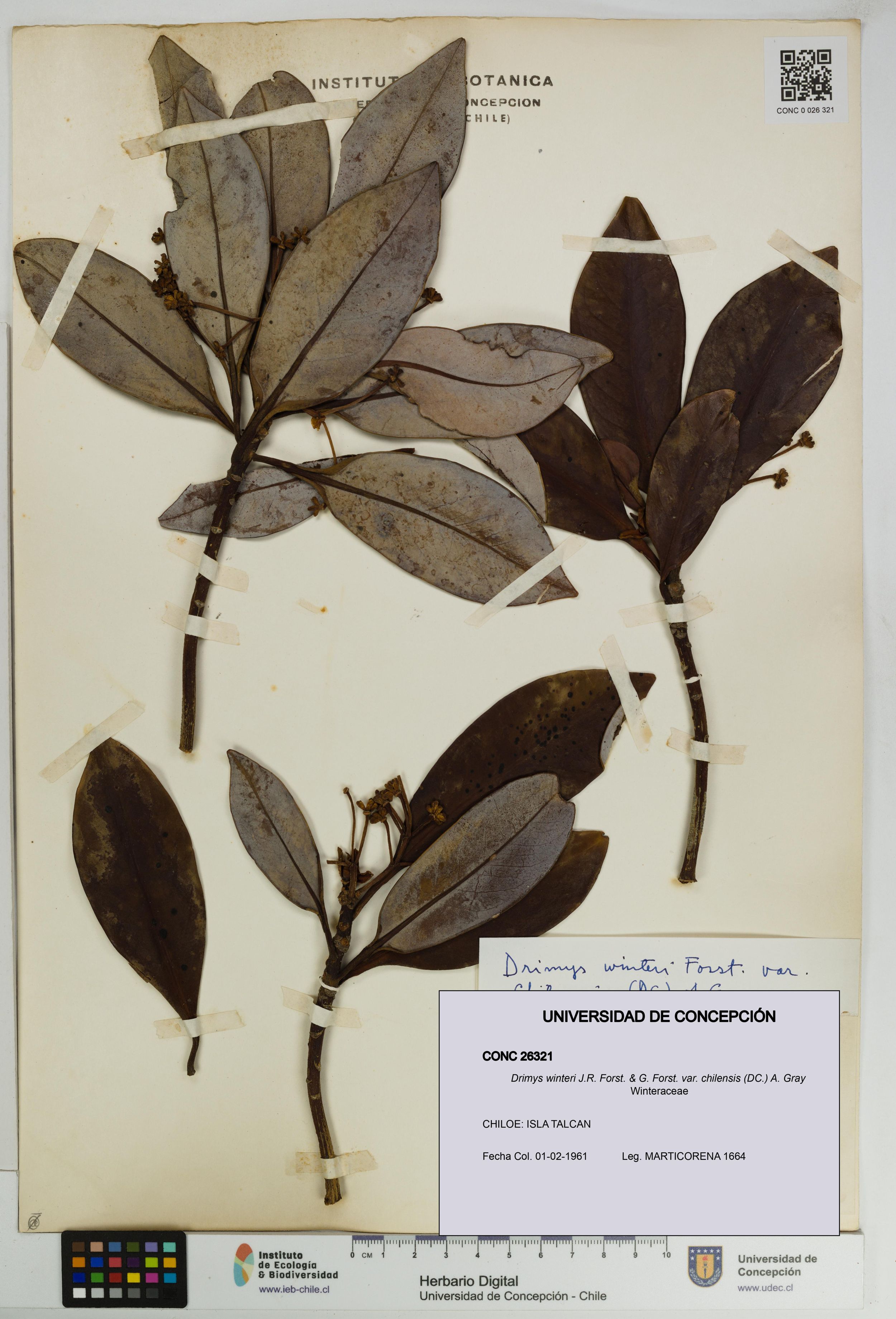 Drimys winteri var. chilensis [Espécimen: ]