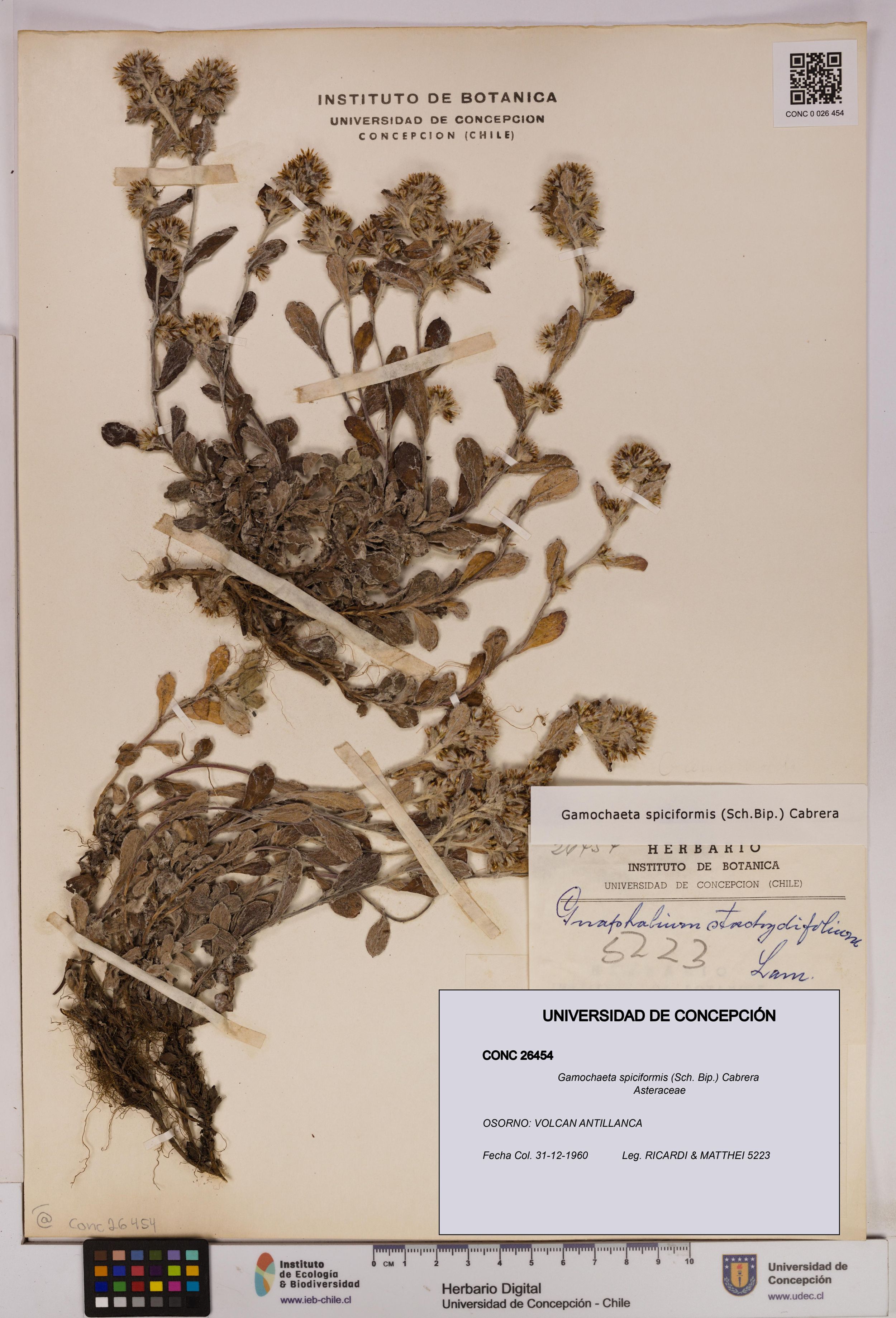 Gamochaeta spiciformis [Espécimen: ]