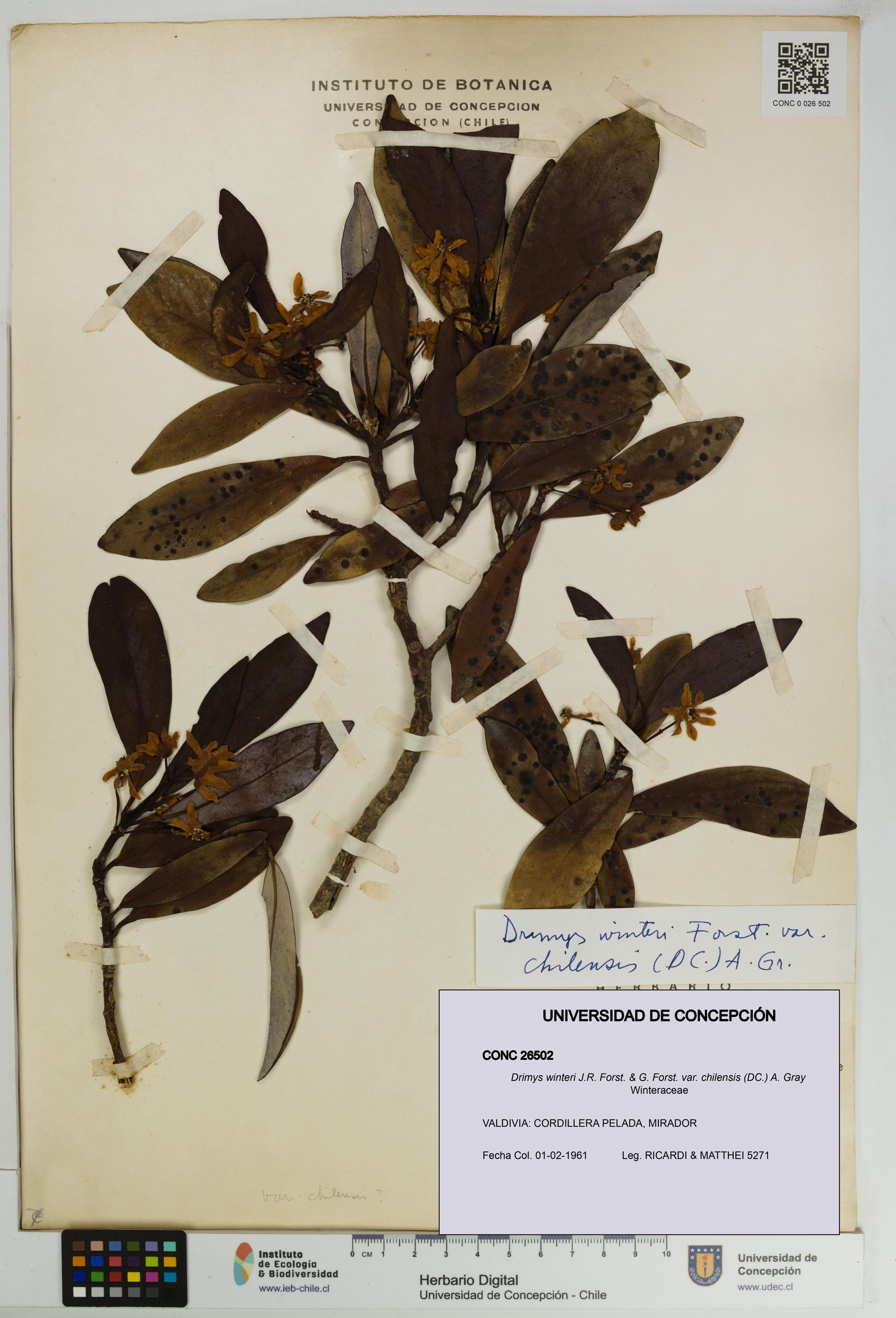 Drimys winteri var. chilensis [Espécimen: ]