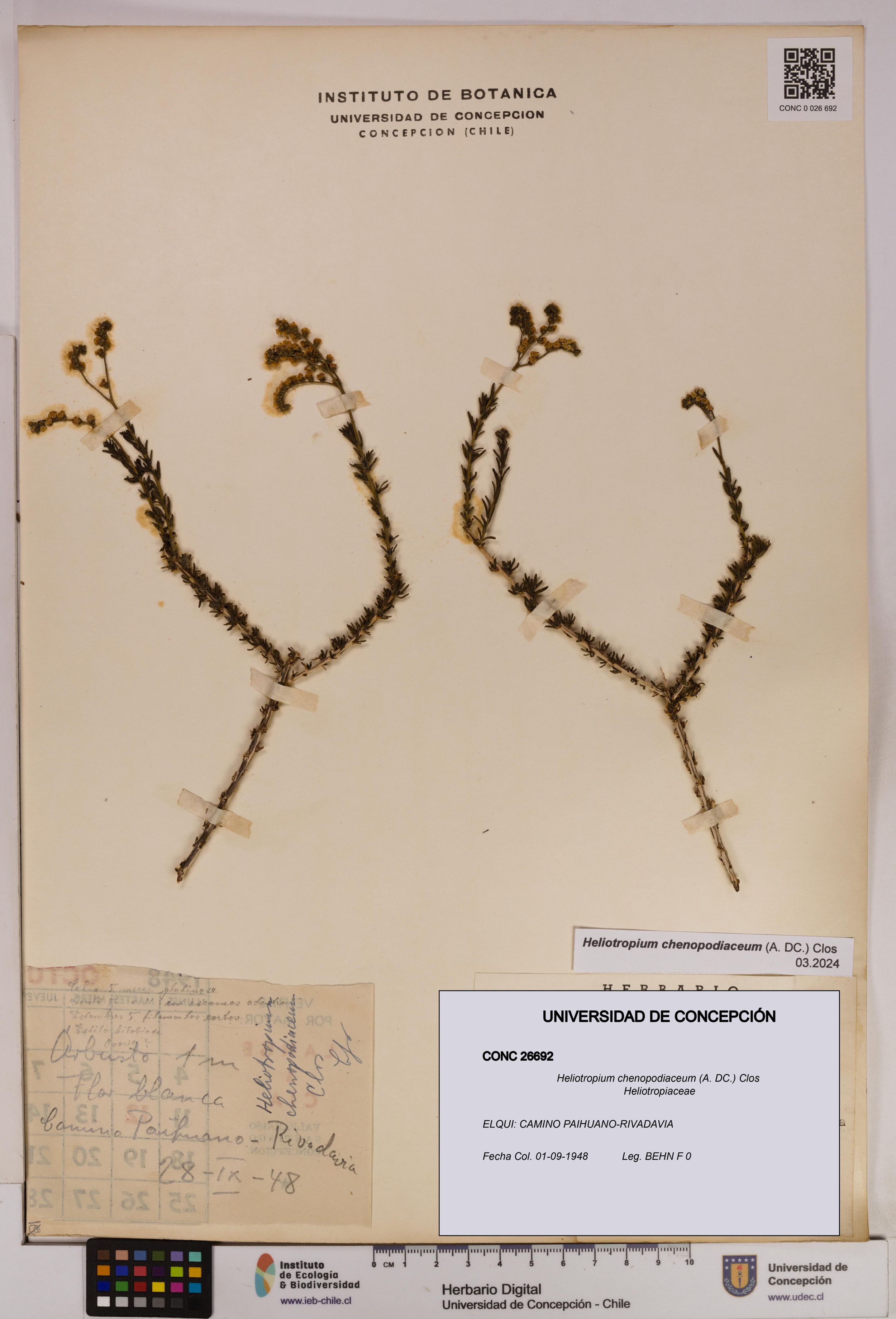 Heliotropium chenopodiaceum [Espécimen: ]