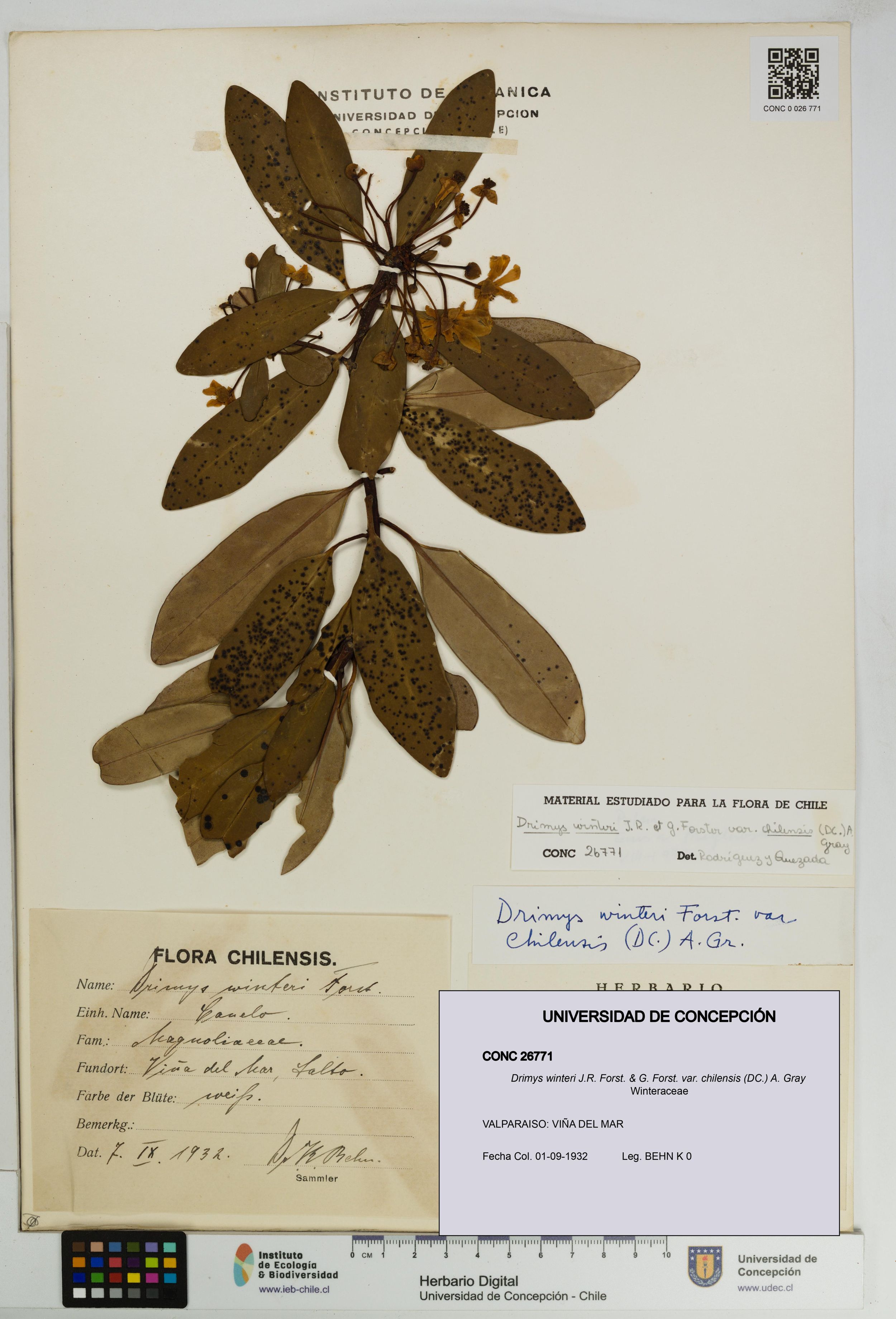 Drimys winteri var. chilensis [Espécimen: ]
