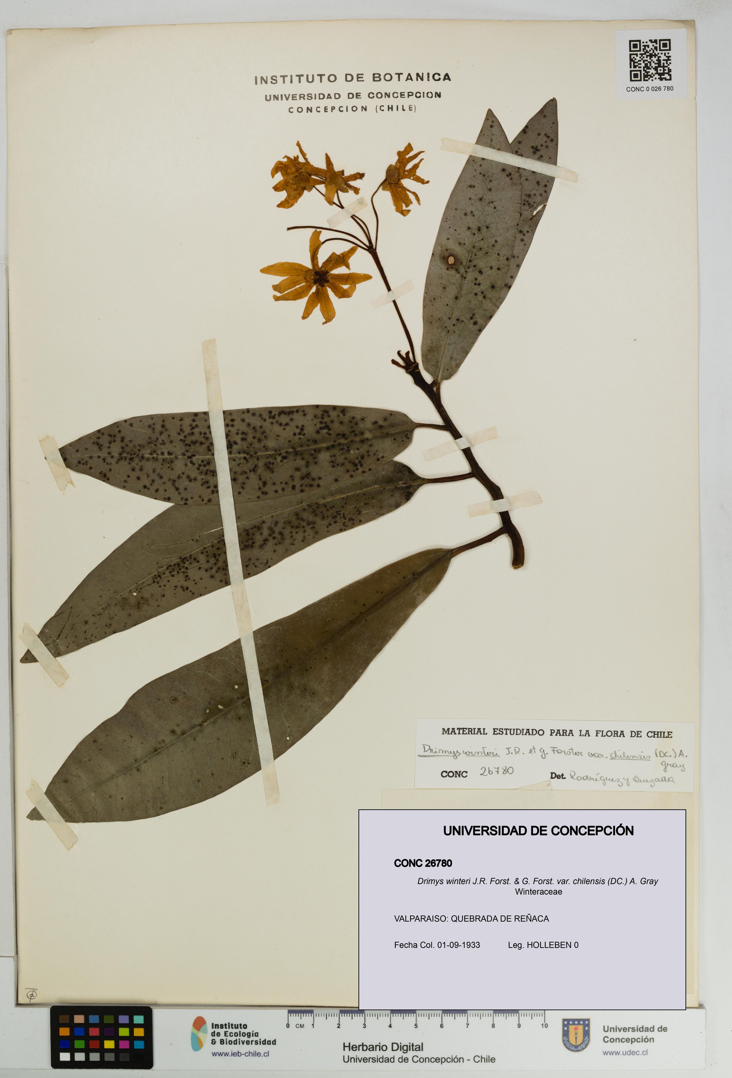 Drimys winteri var. chilensis [Espécimen: ]