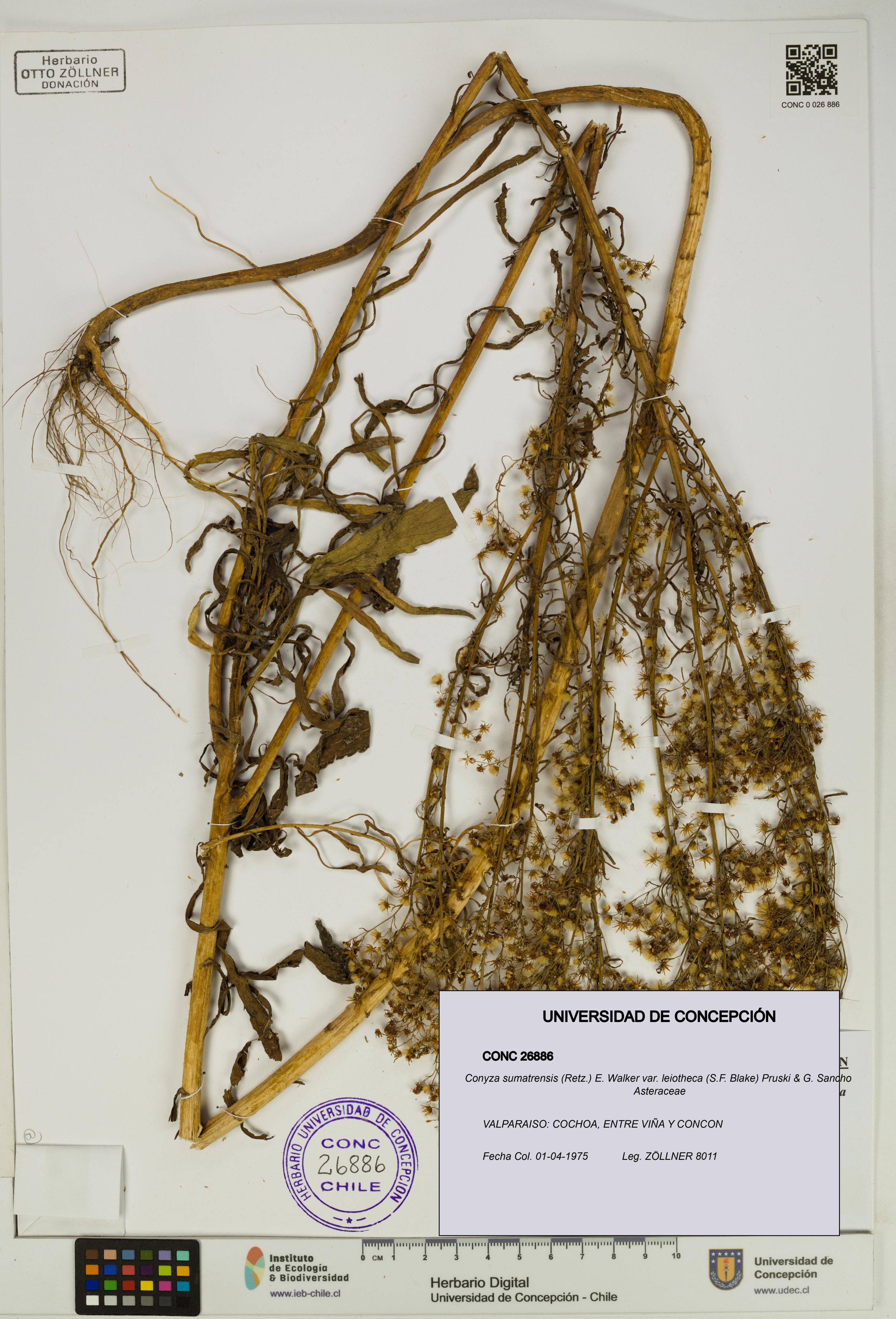Conyza sumatrensis var. leiotheca [Espécimen: ]