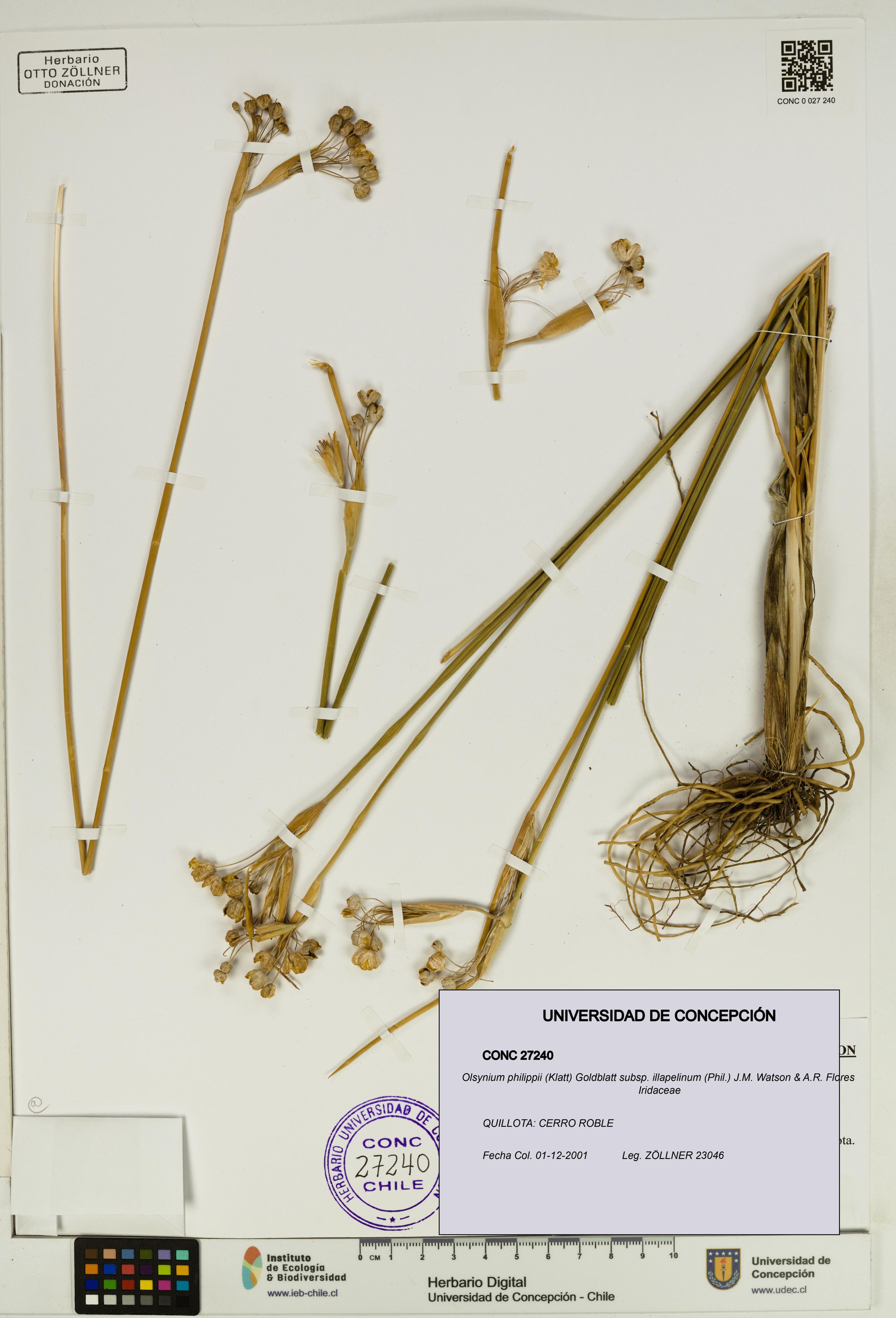 Olsynium philippii subsp. illapelinum [Espécimen: ]