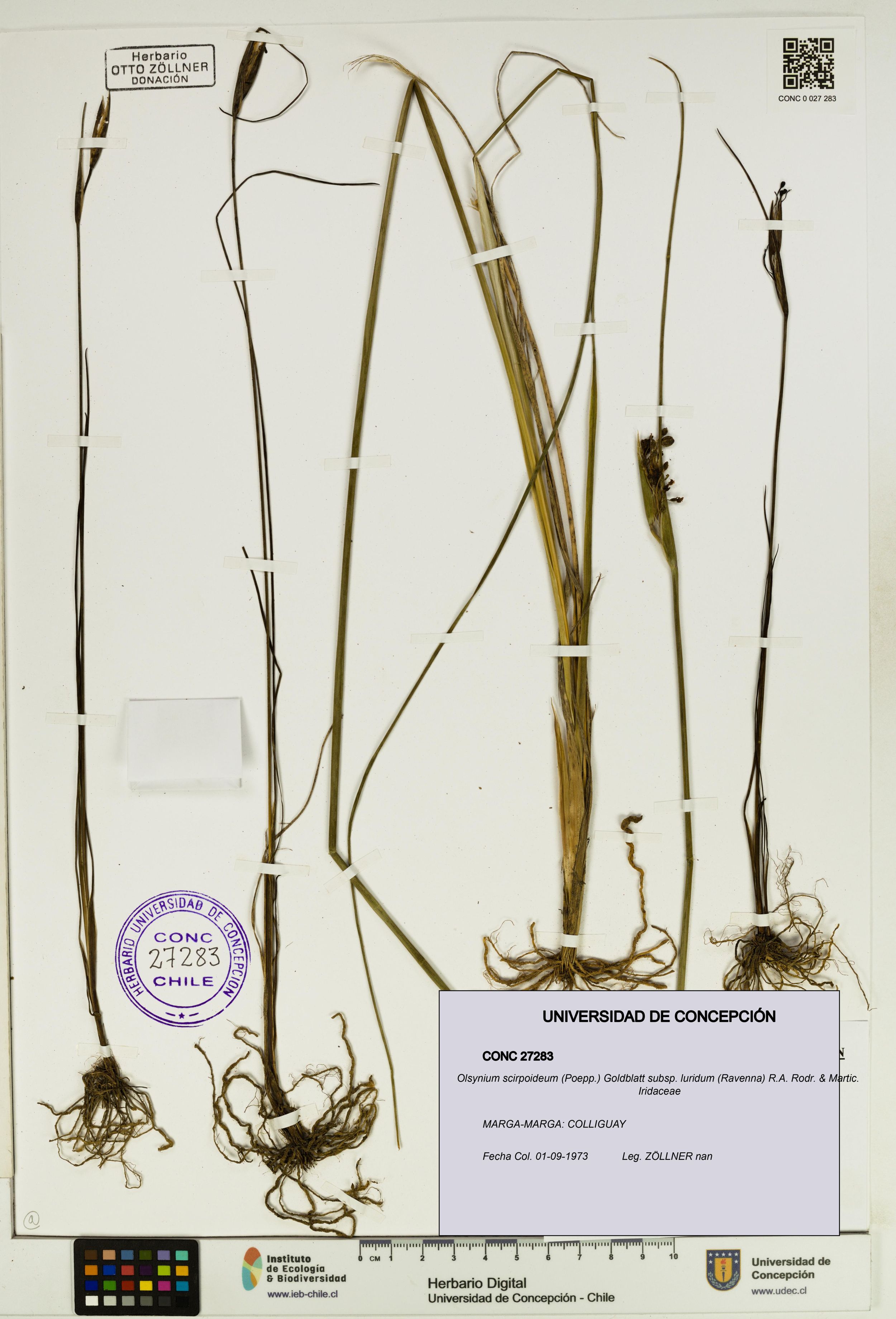 Olsynium scirpoideum subsp. luridum [Espécimen: ]