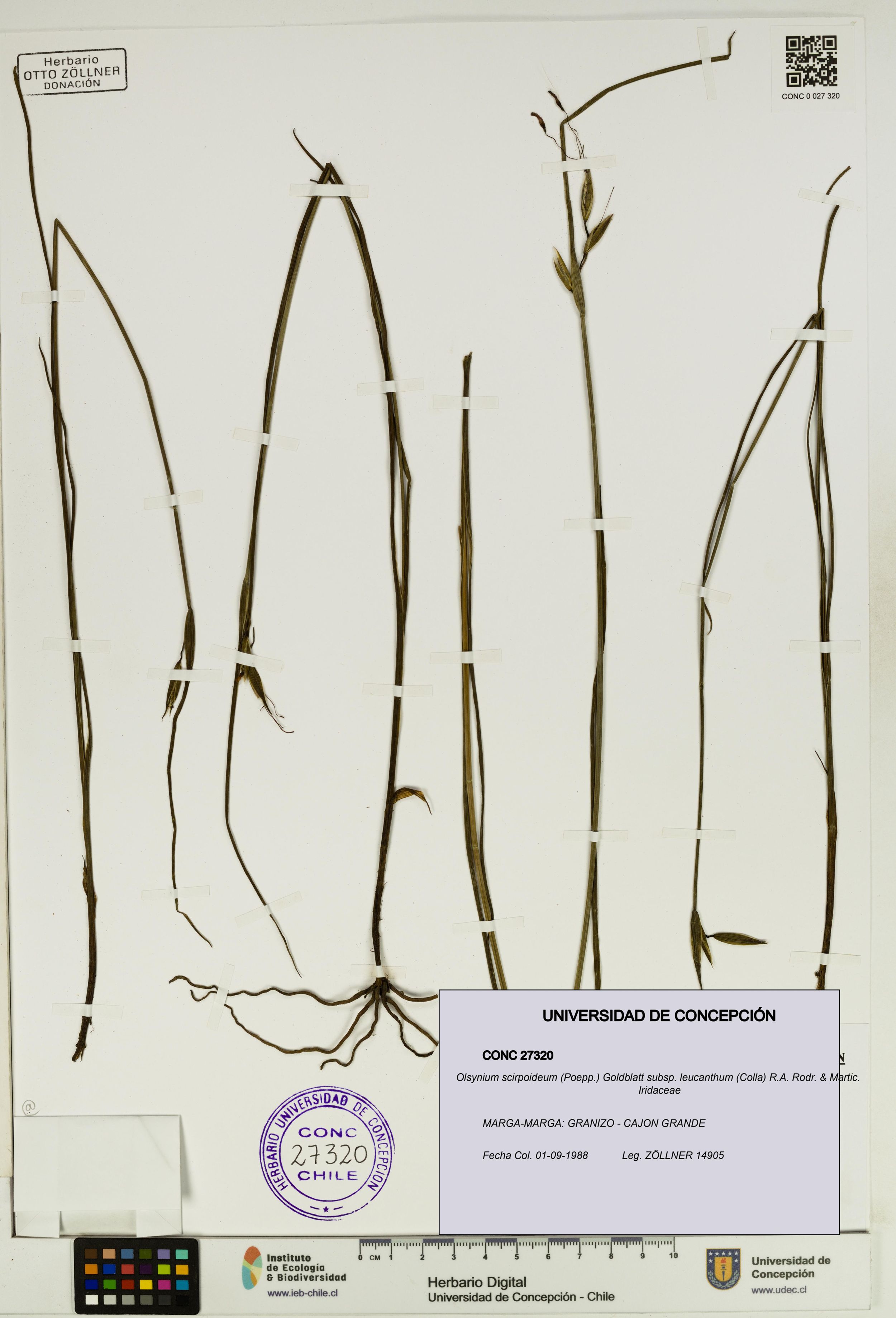 Olsynium scirpoideum subsp. leucanthum [Espécimen: ]