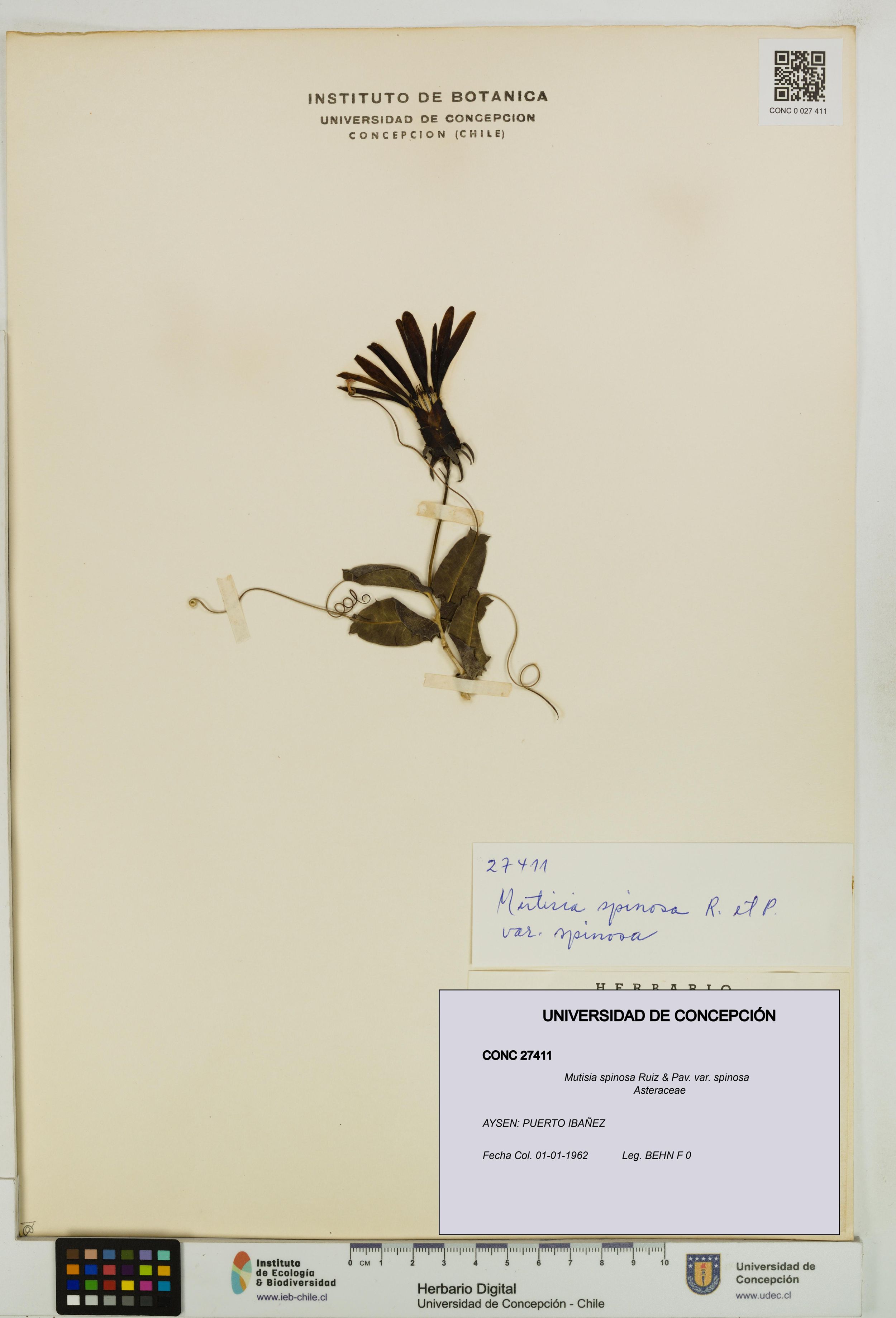 Mutisia spinosa var. spinosa [Espécimen: ]