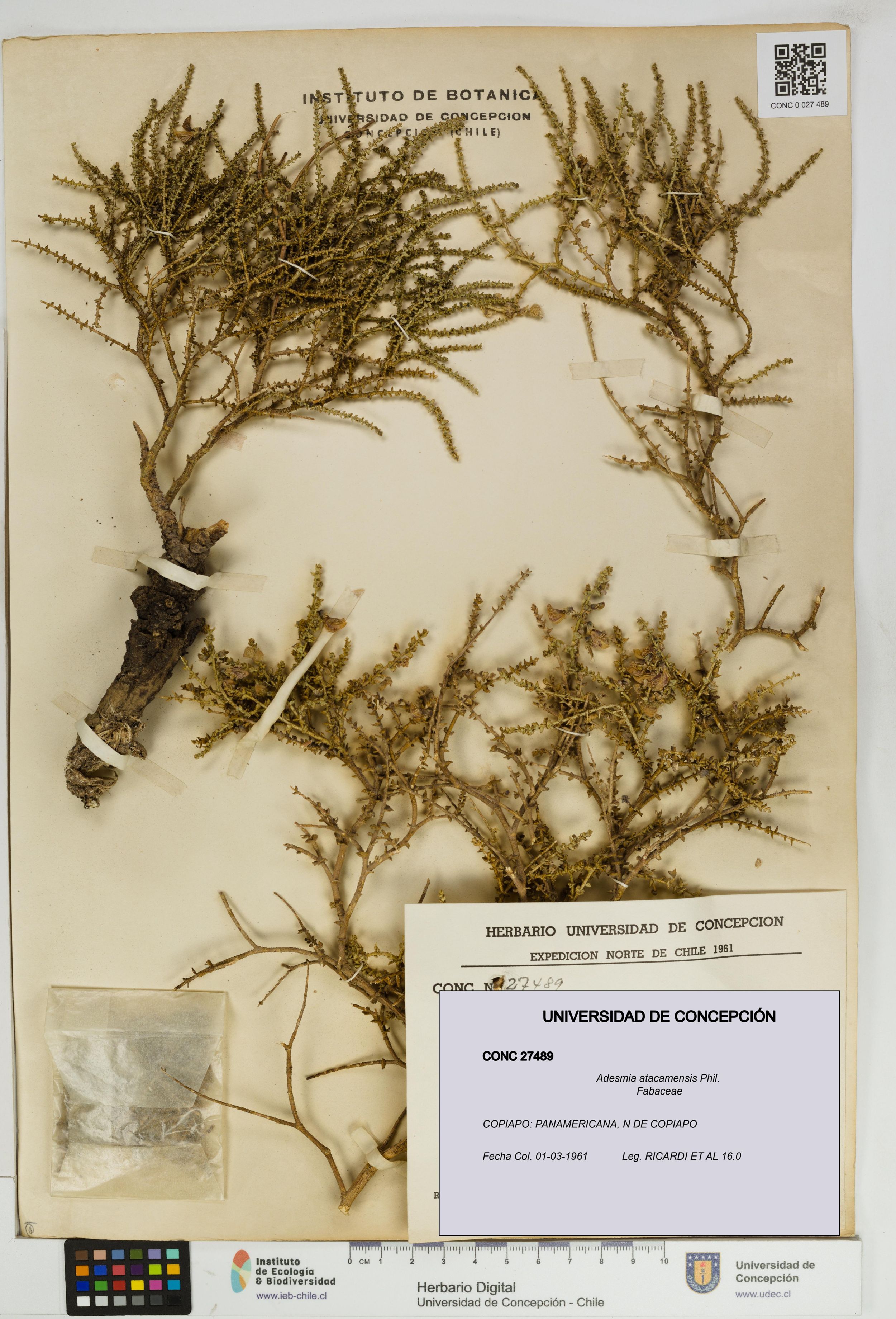 Adesmia atacamensis [Espécimen: ]