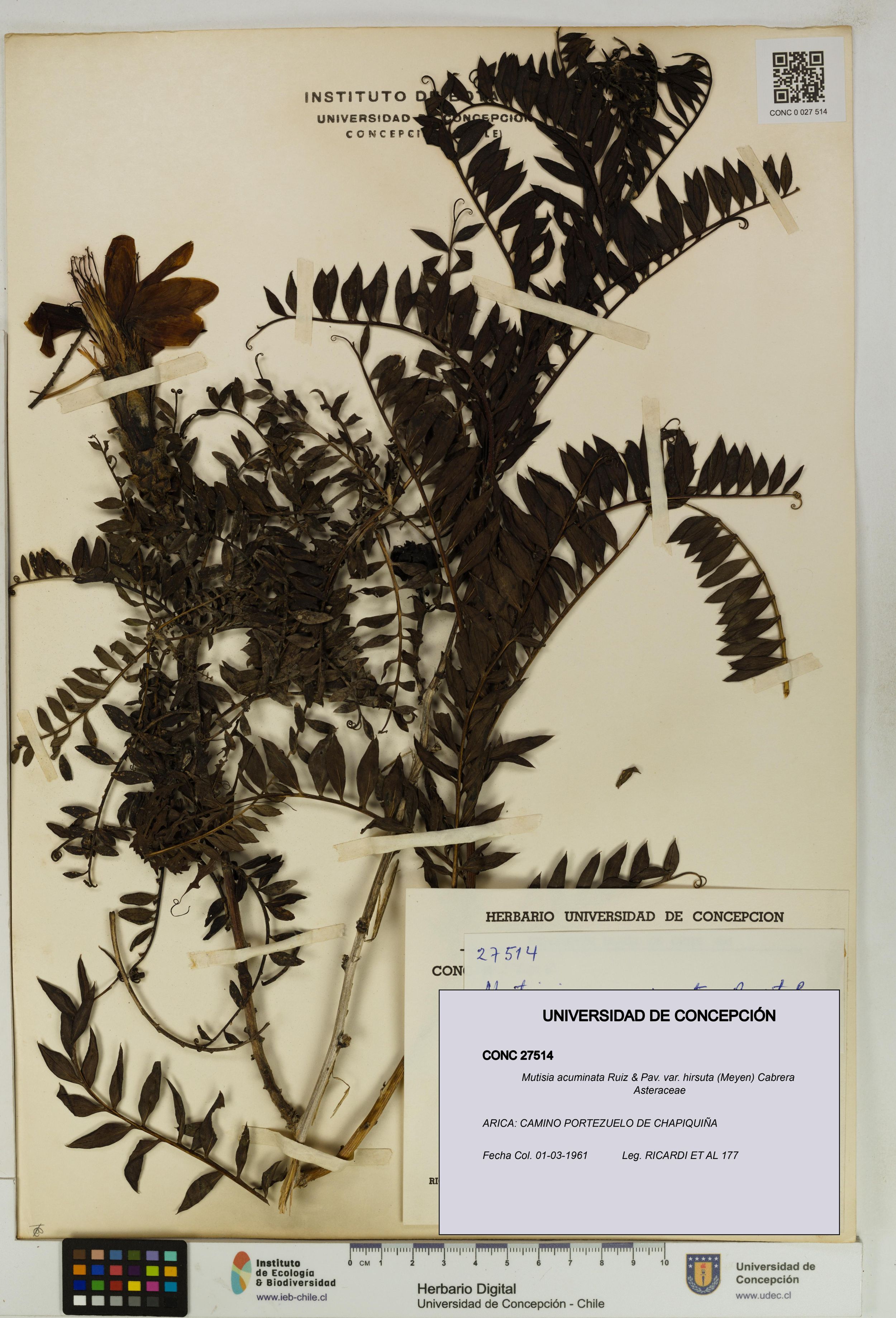 Mutisia acuminata var. hirsuta [Espécimen: ]