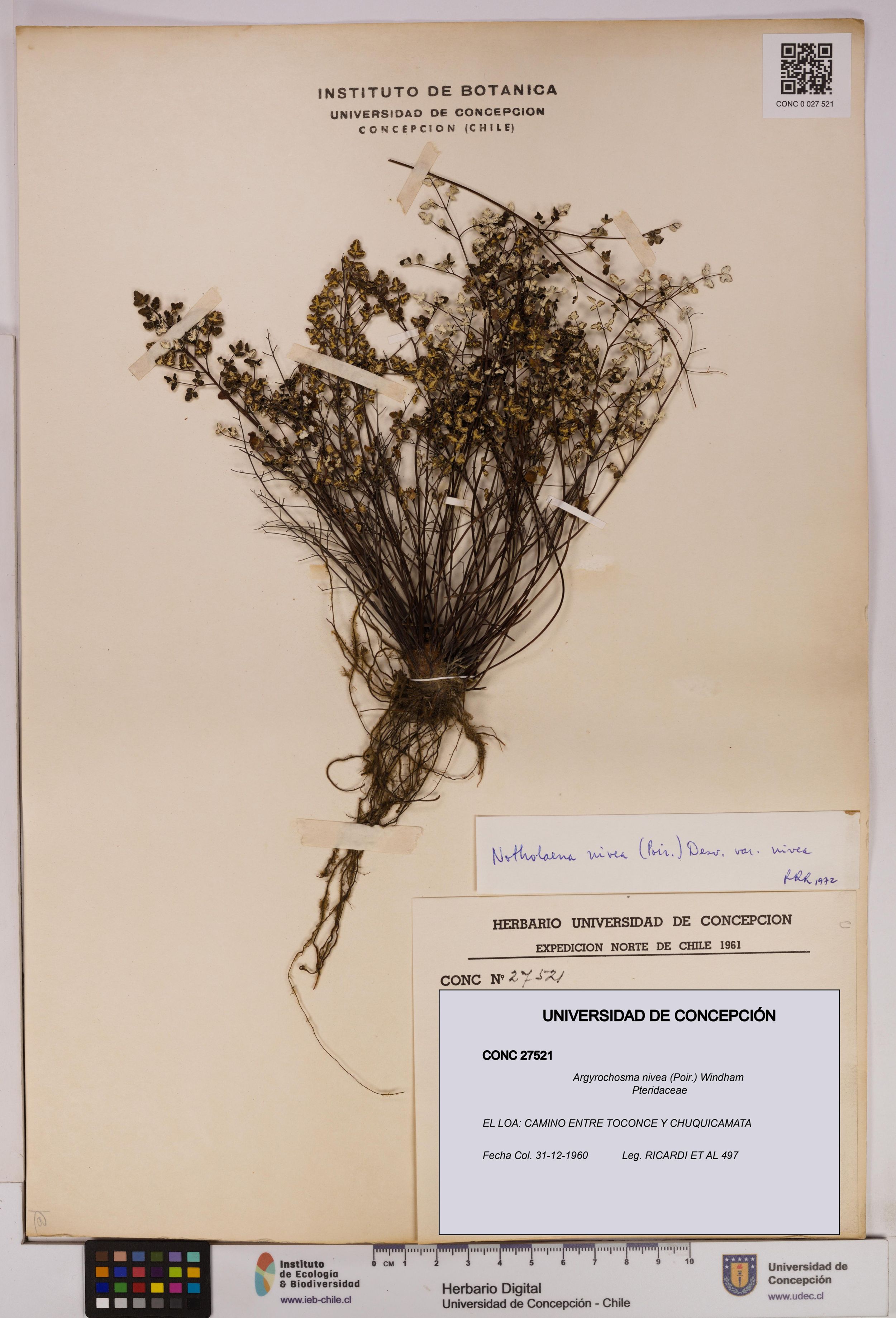 Argyrochosma nivea [Espécimen: ]
