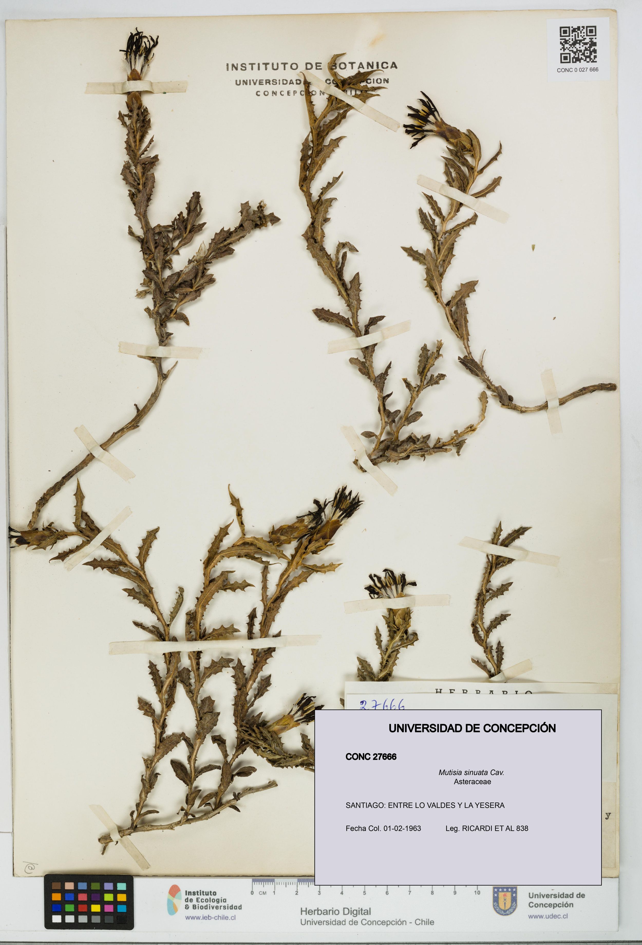 Mutisia sinuata [Espécimen: ]