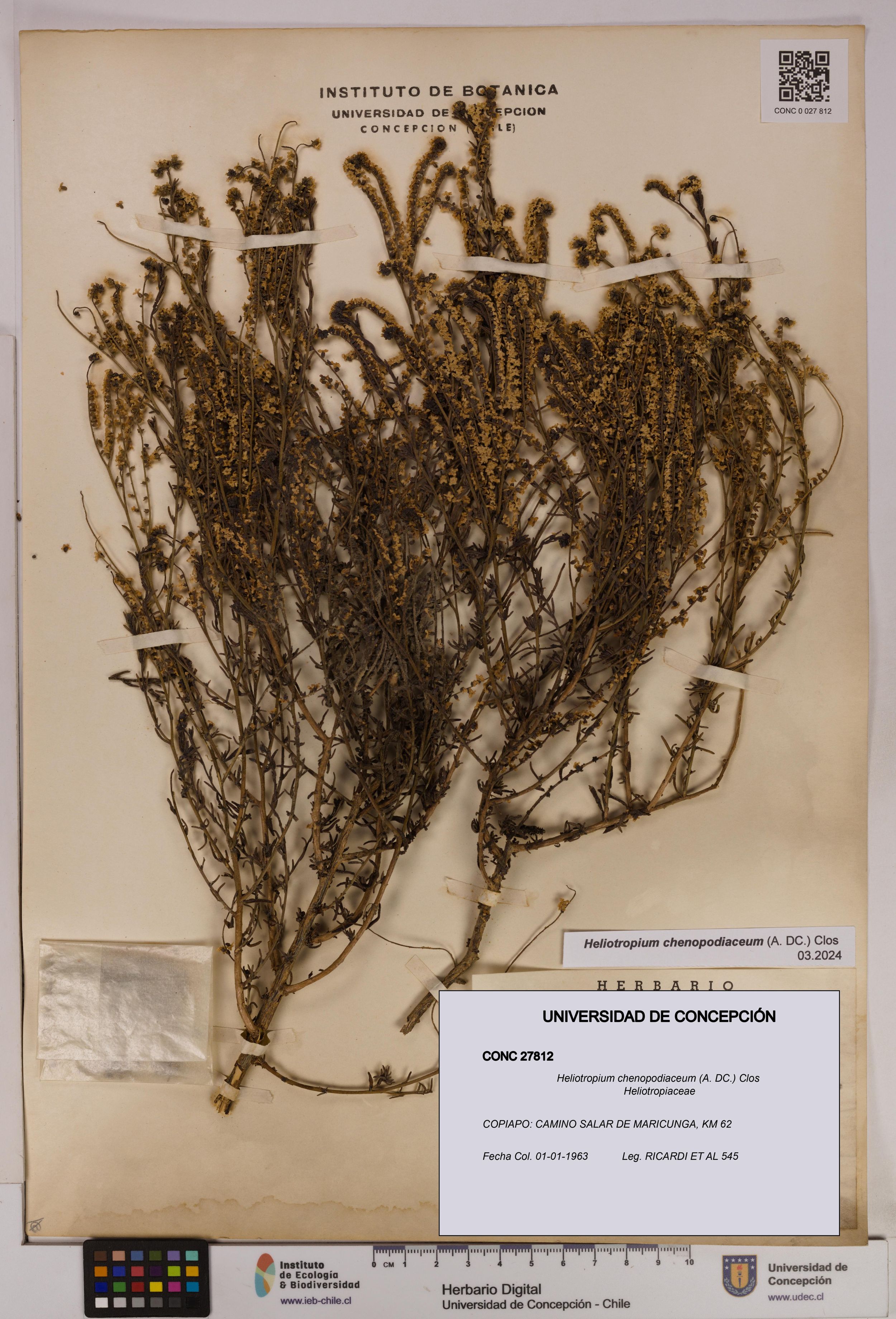 Heliotropium chenopodiaceum [Espécimen: ]