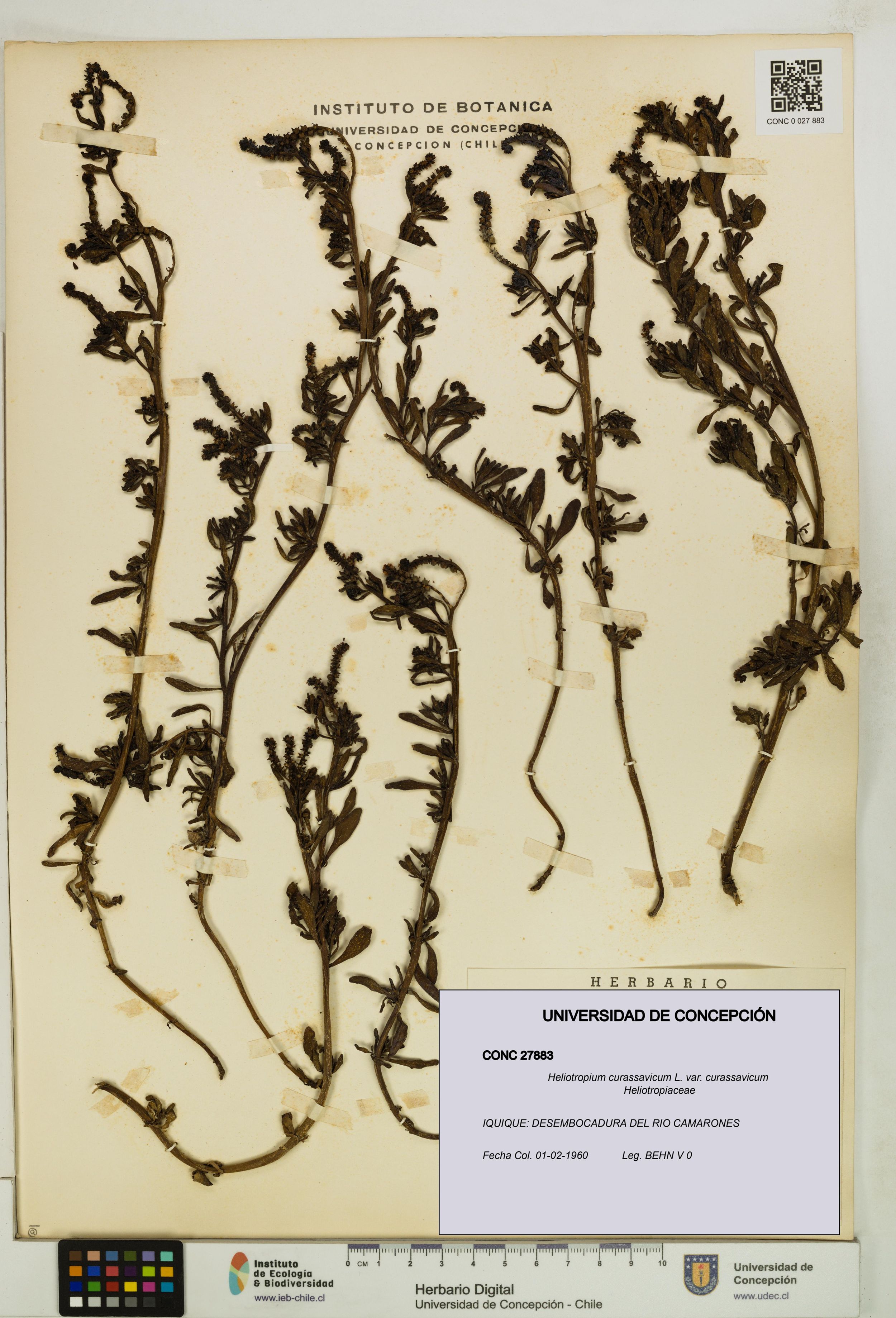 Heliotropium curassavicum var. curassavicum [Espécimen: ]