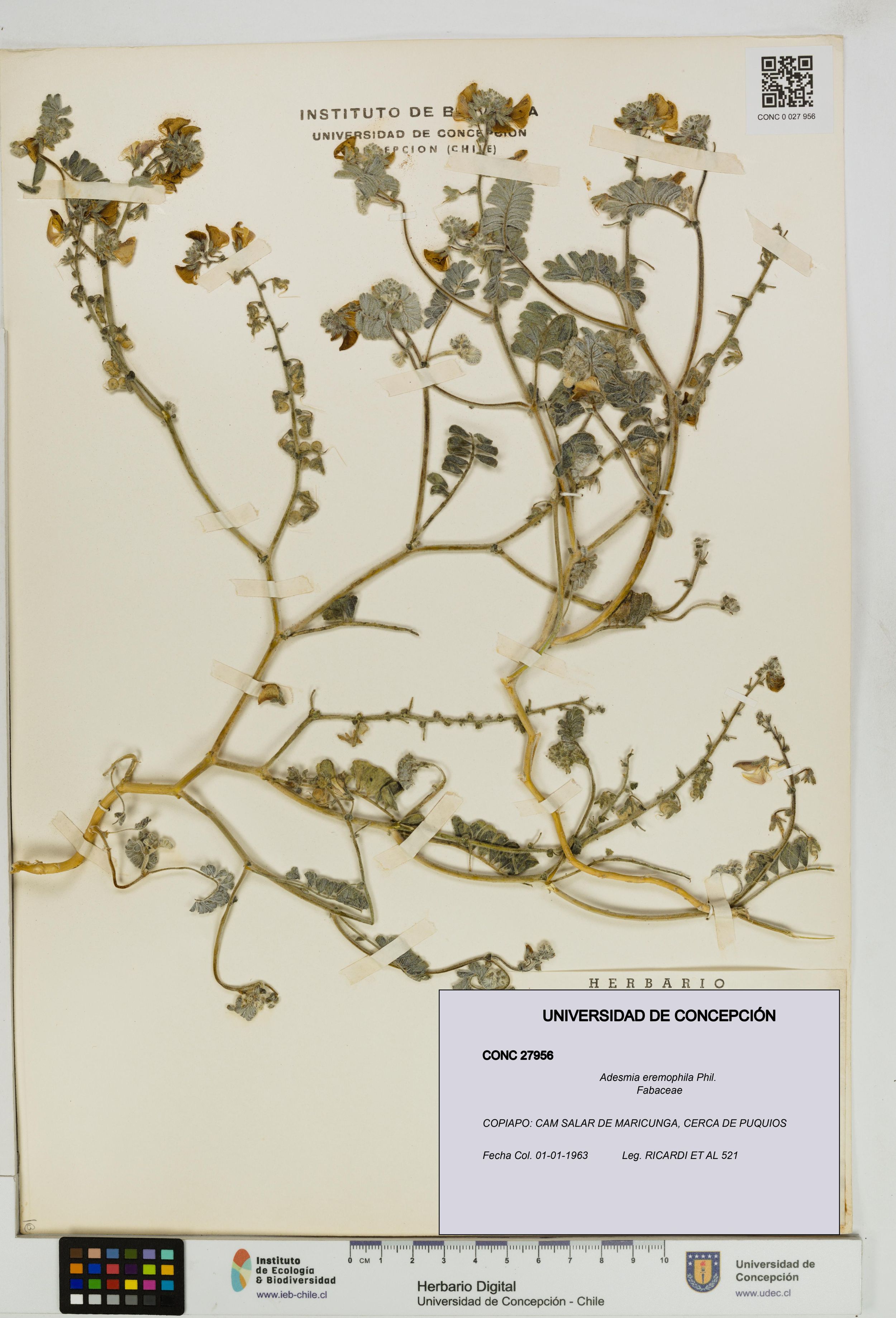 Adesmia eremophila [Espécimen: ]