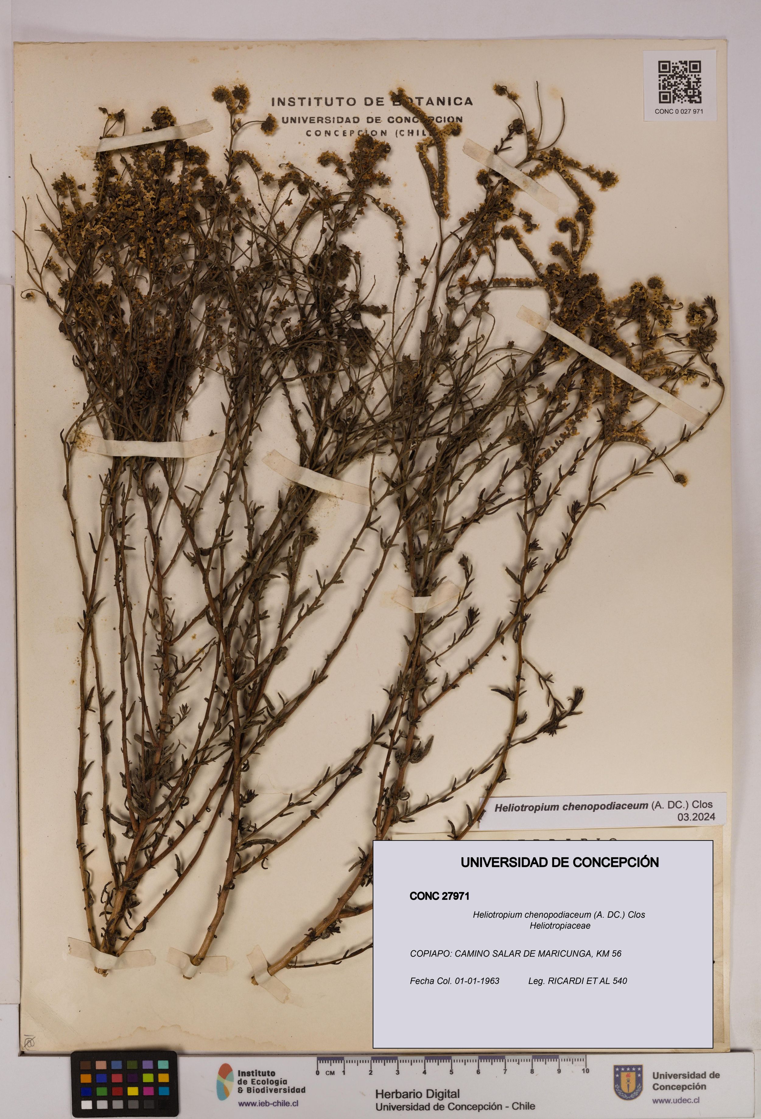 Heliotropium chenopodiaceum [Espécimen: ]