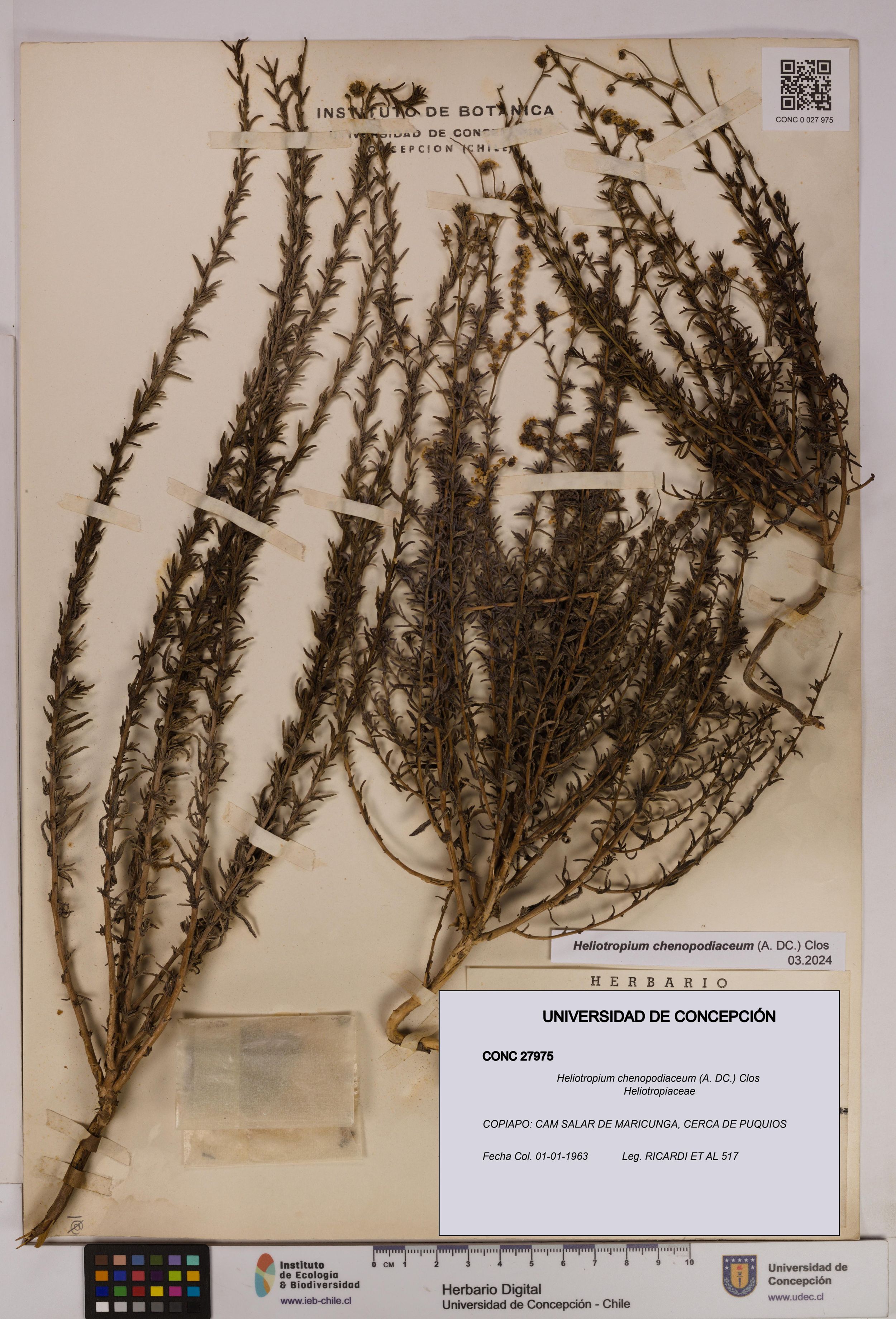 Heliotropium chenopodiaceum [Espécimen: ]