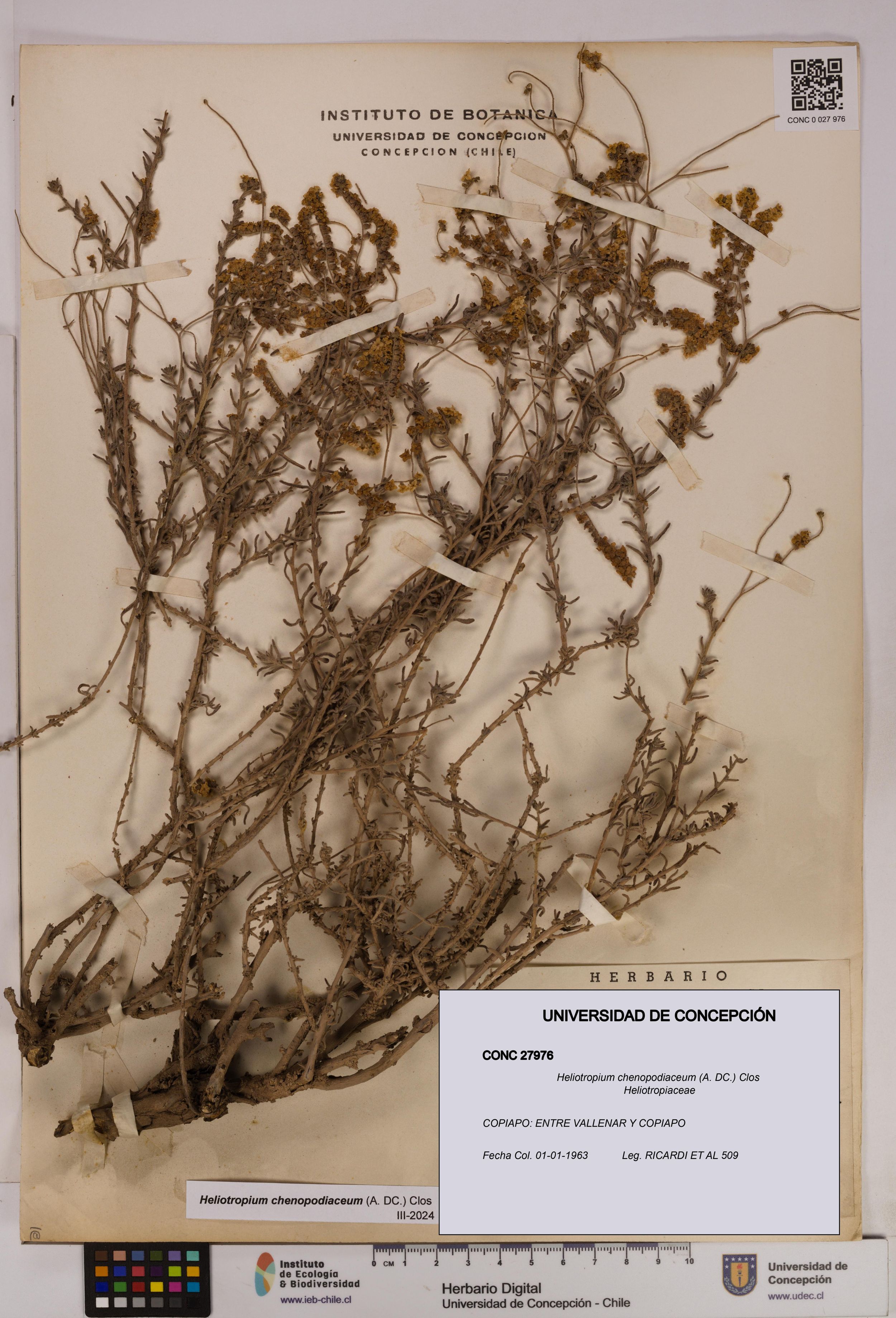 Heliotropium chenopodiaceum [Espécimen: ]