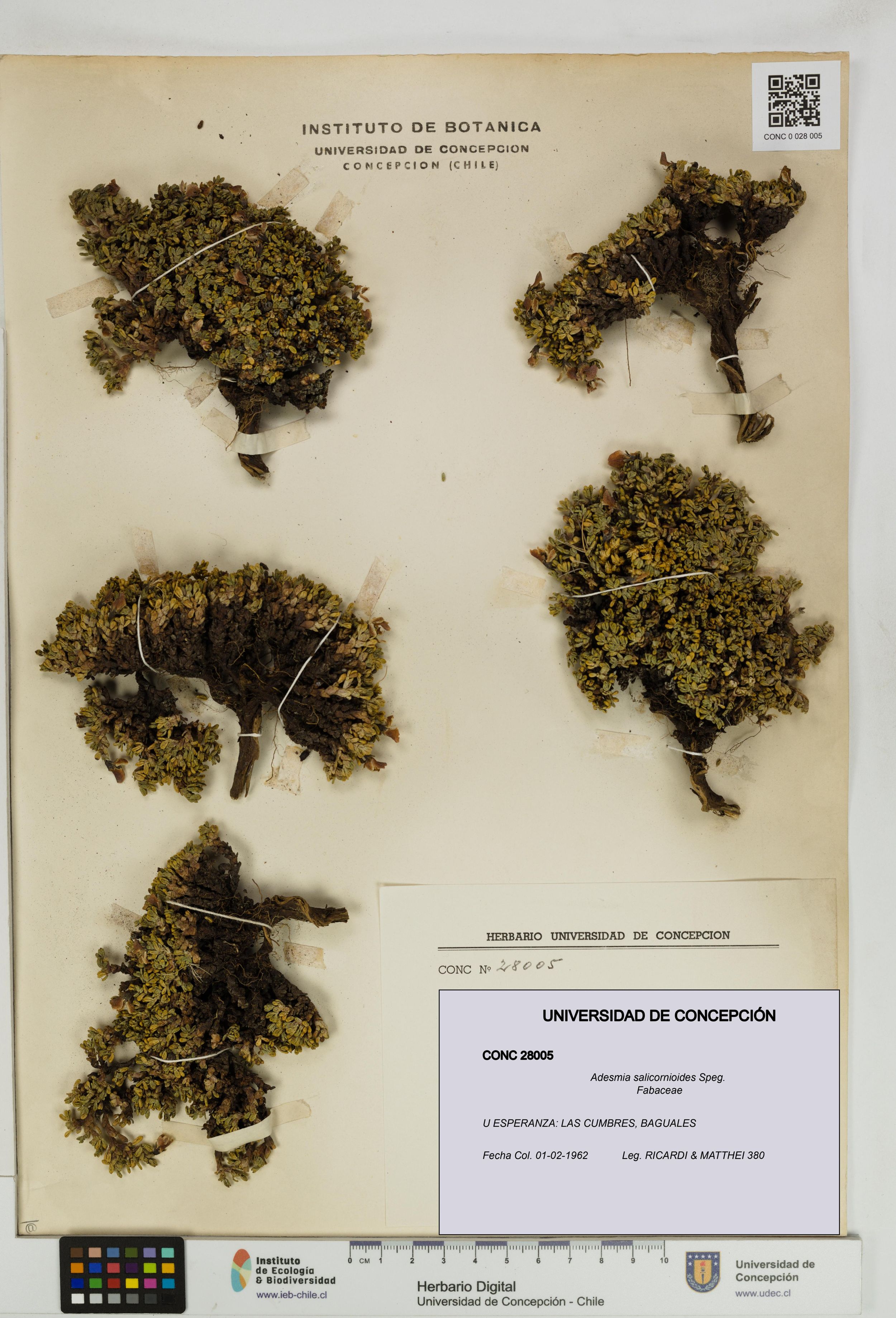 Adesmia salicornioides [Espécimen: ]