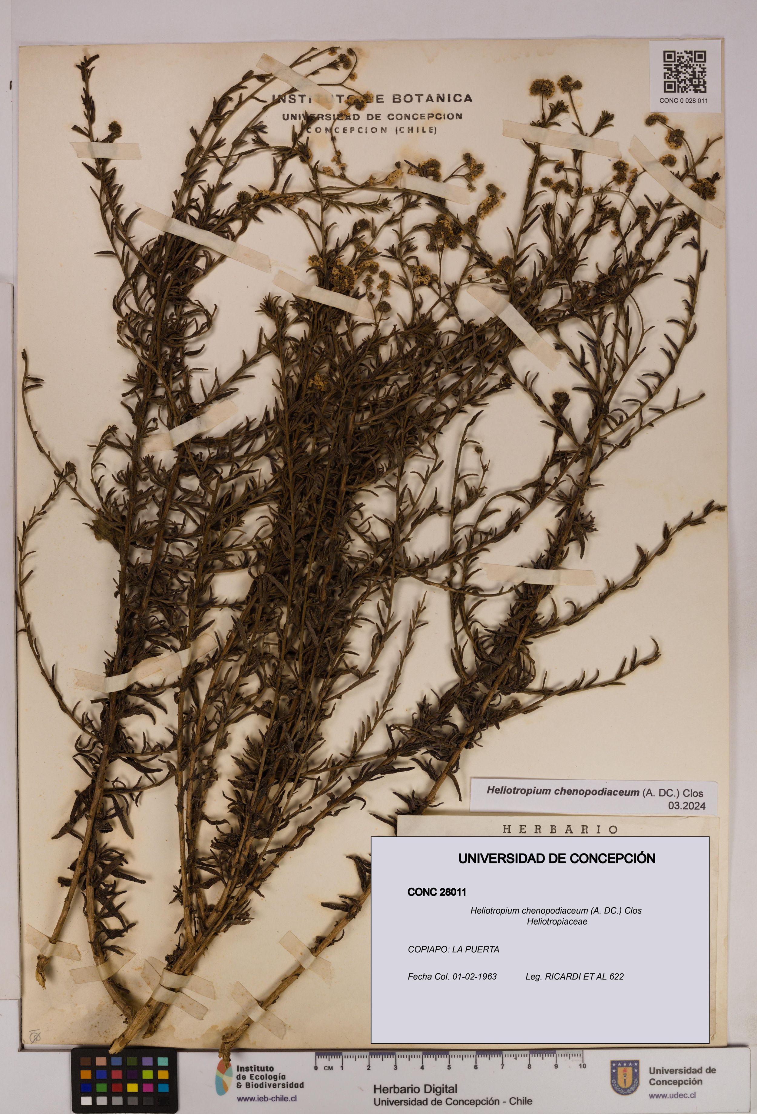 Heliotropium chenopodiaceum [Espécimen: ]