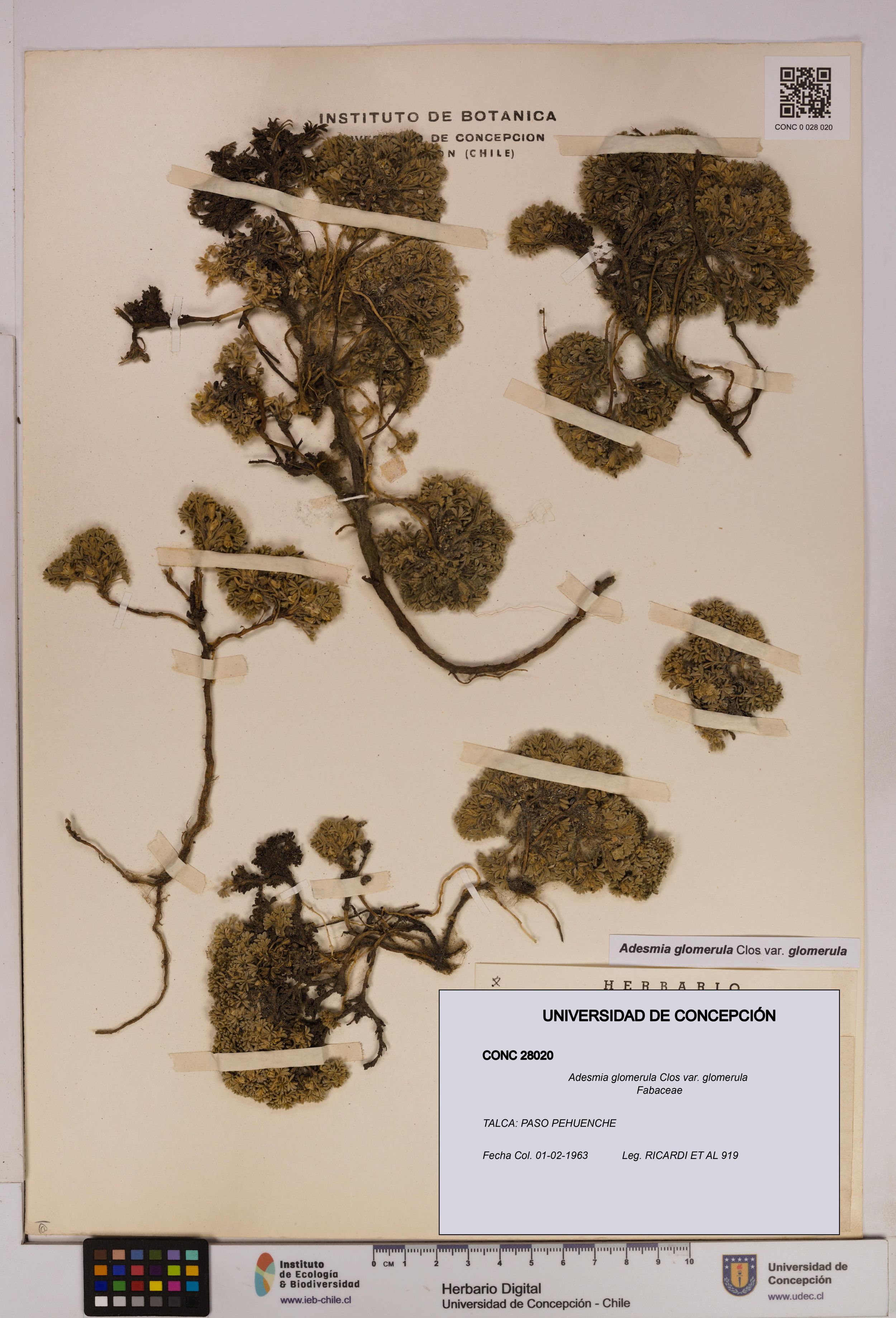 Adesmia glomerula var. glomerula [Espécimen: ]