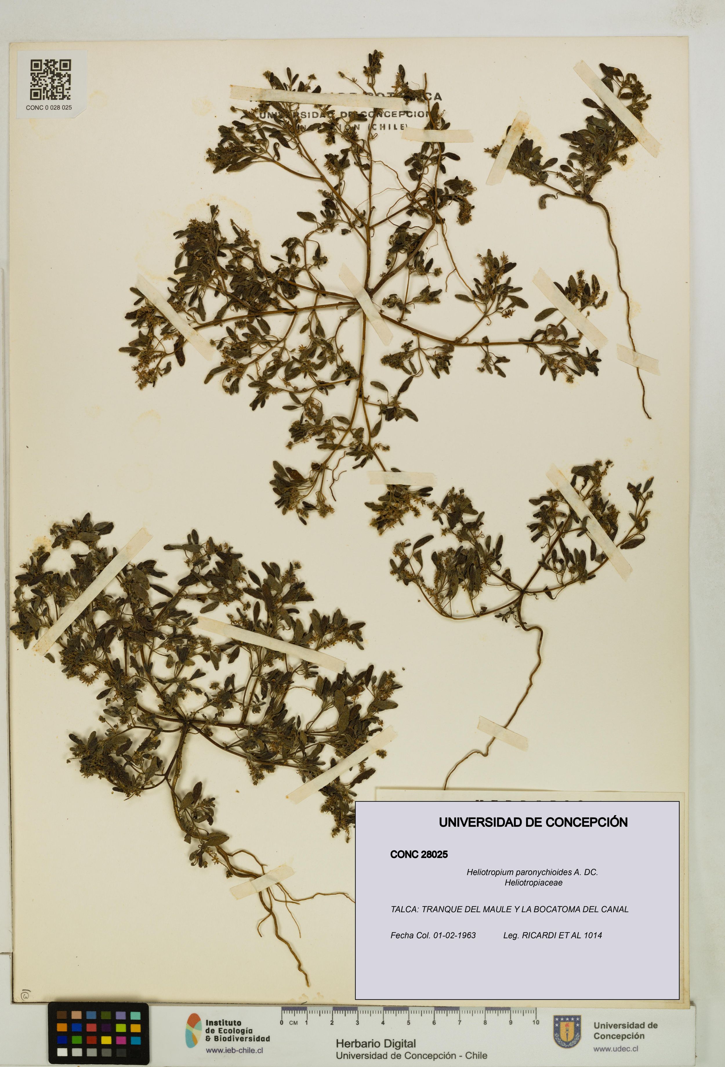 Heliotropium paronychioides [Espécimen: ]