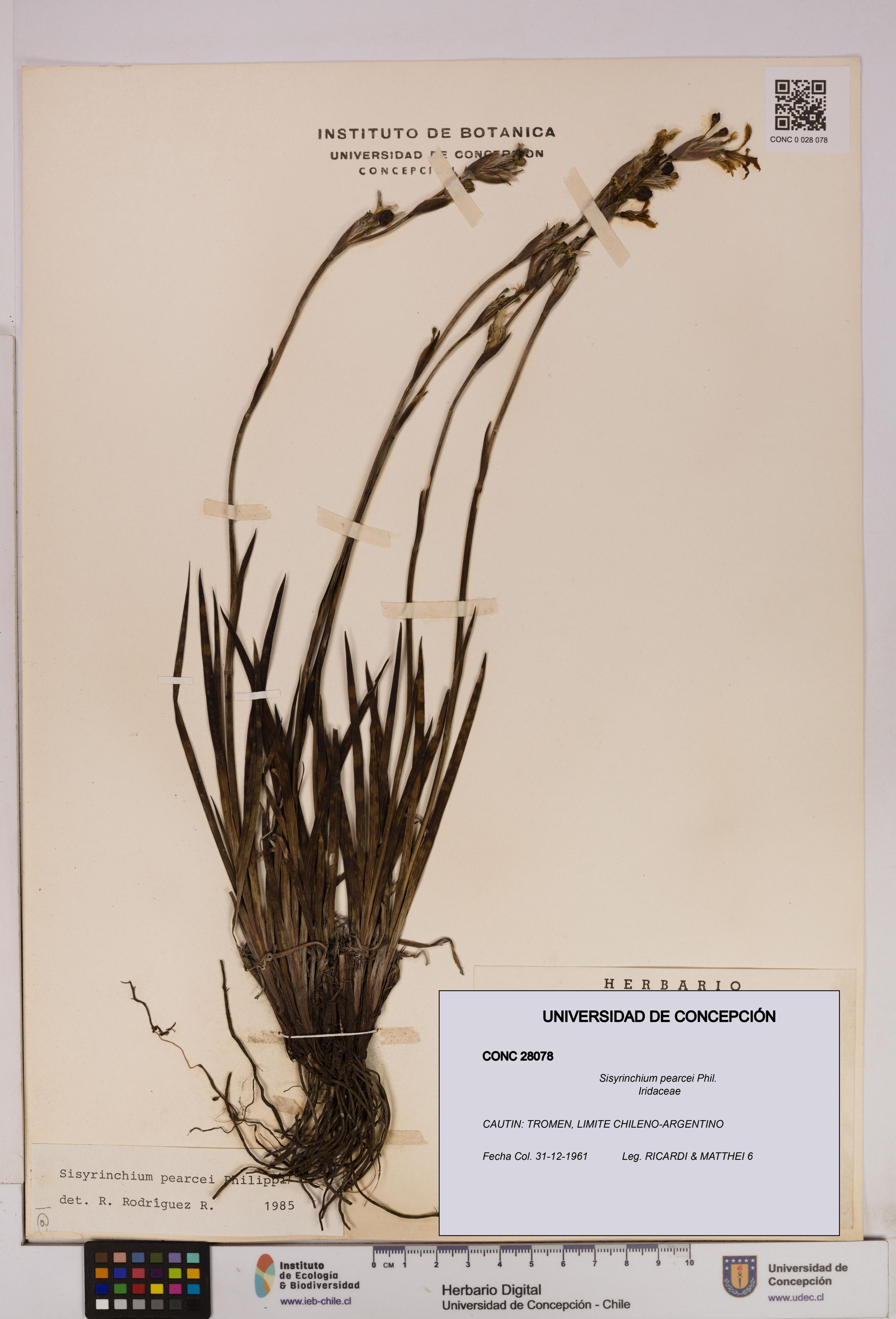 Sisyrinchium pearcei [Espécimen: ]