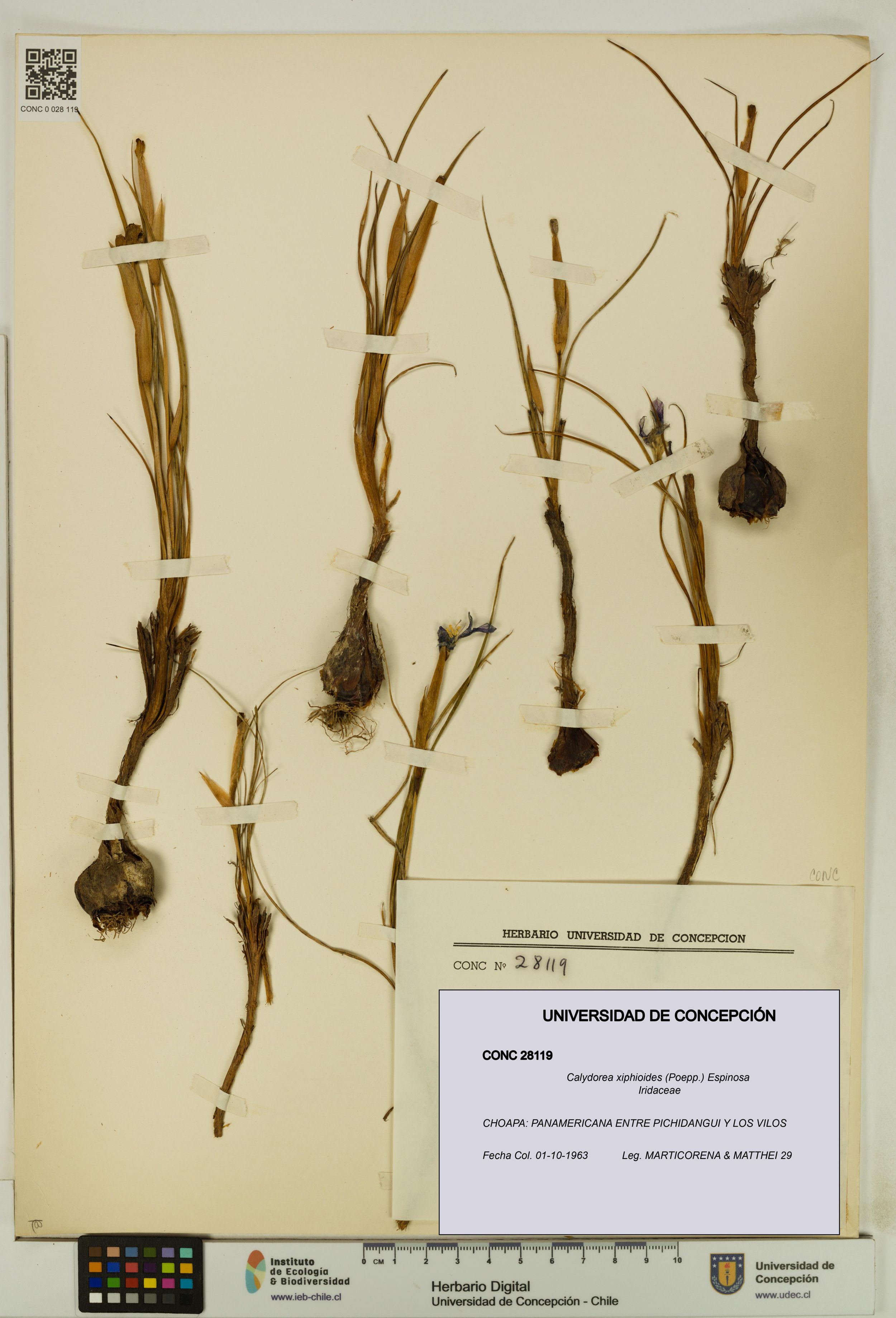 Calydorea xiphioides [Espécimen: ]